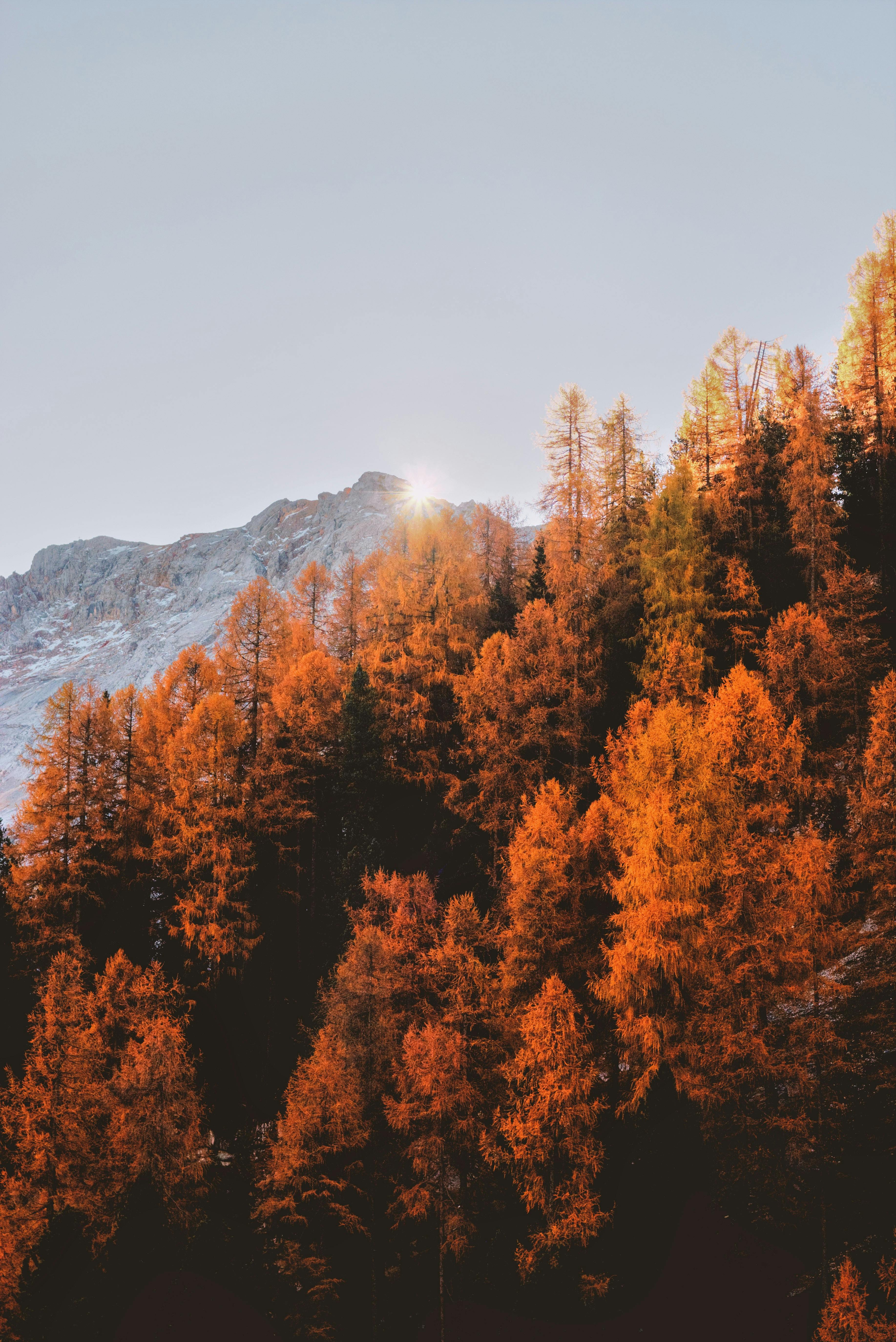 Sunlit Autumn Mountain Forest