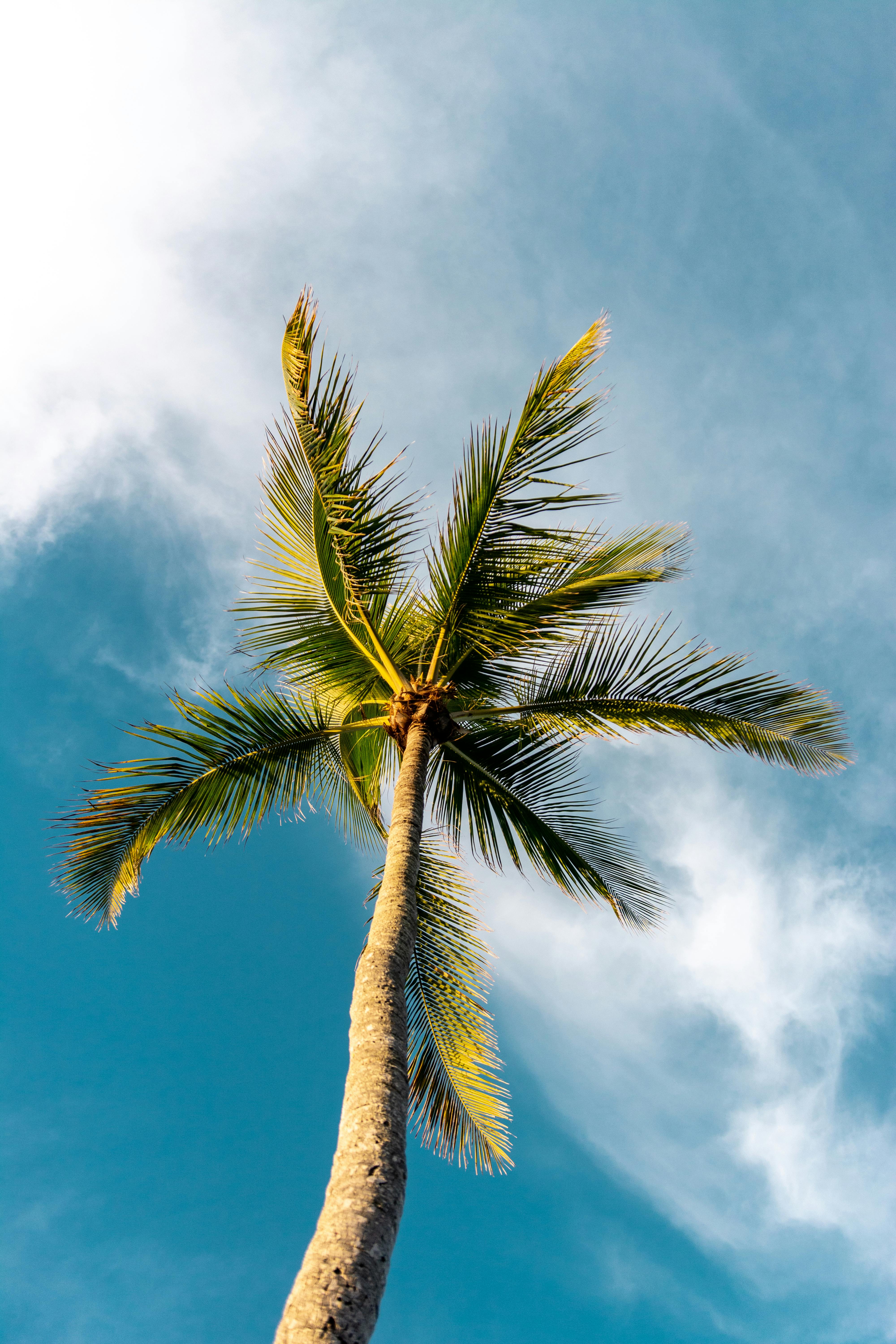 Coconut Palm Against Blue Sky