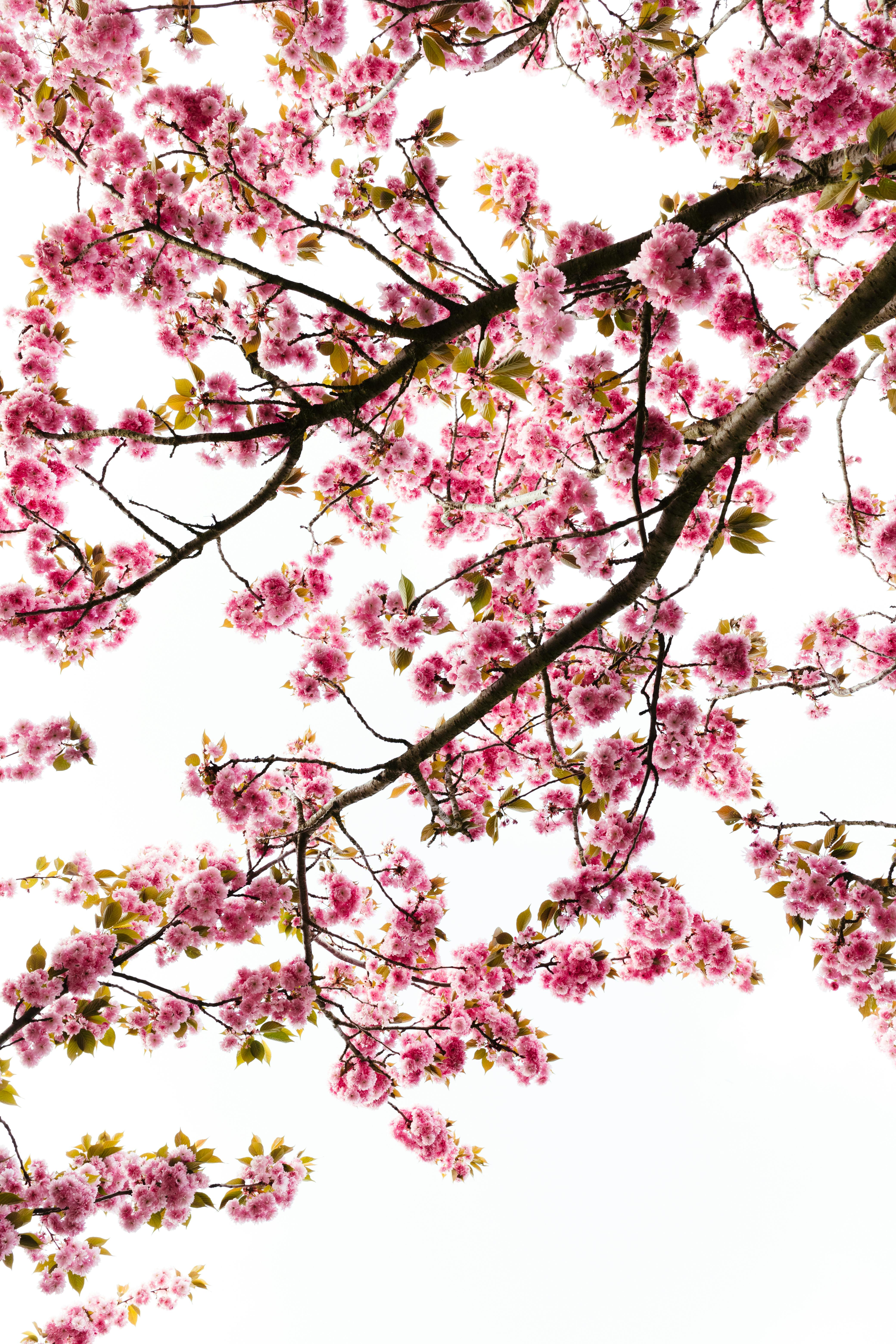 Blooming Pink Cherry Blossoms