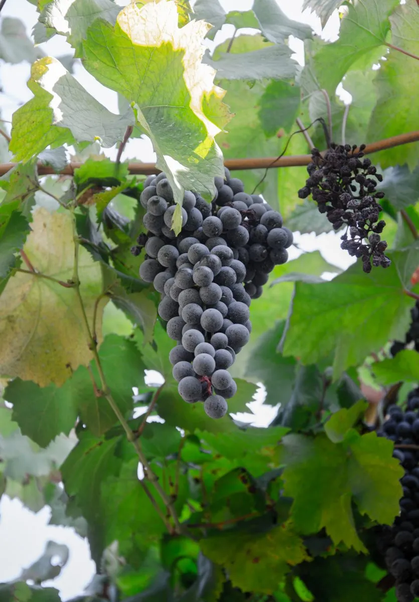 Ripe Purple Grapes on Vine