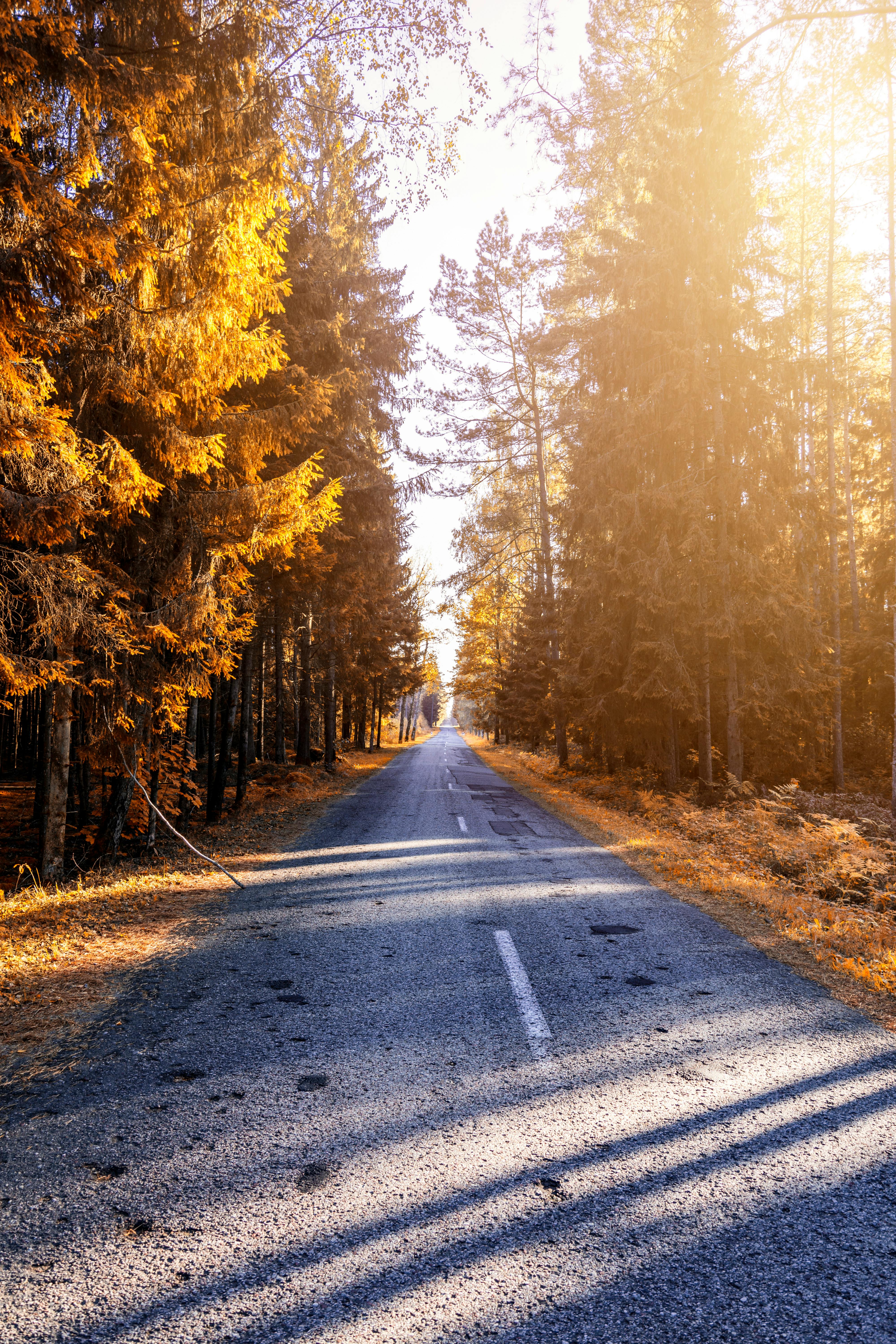 Autumn Forest Road In Sunlight