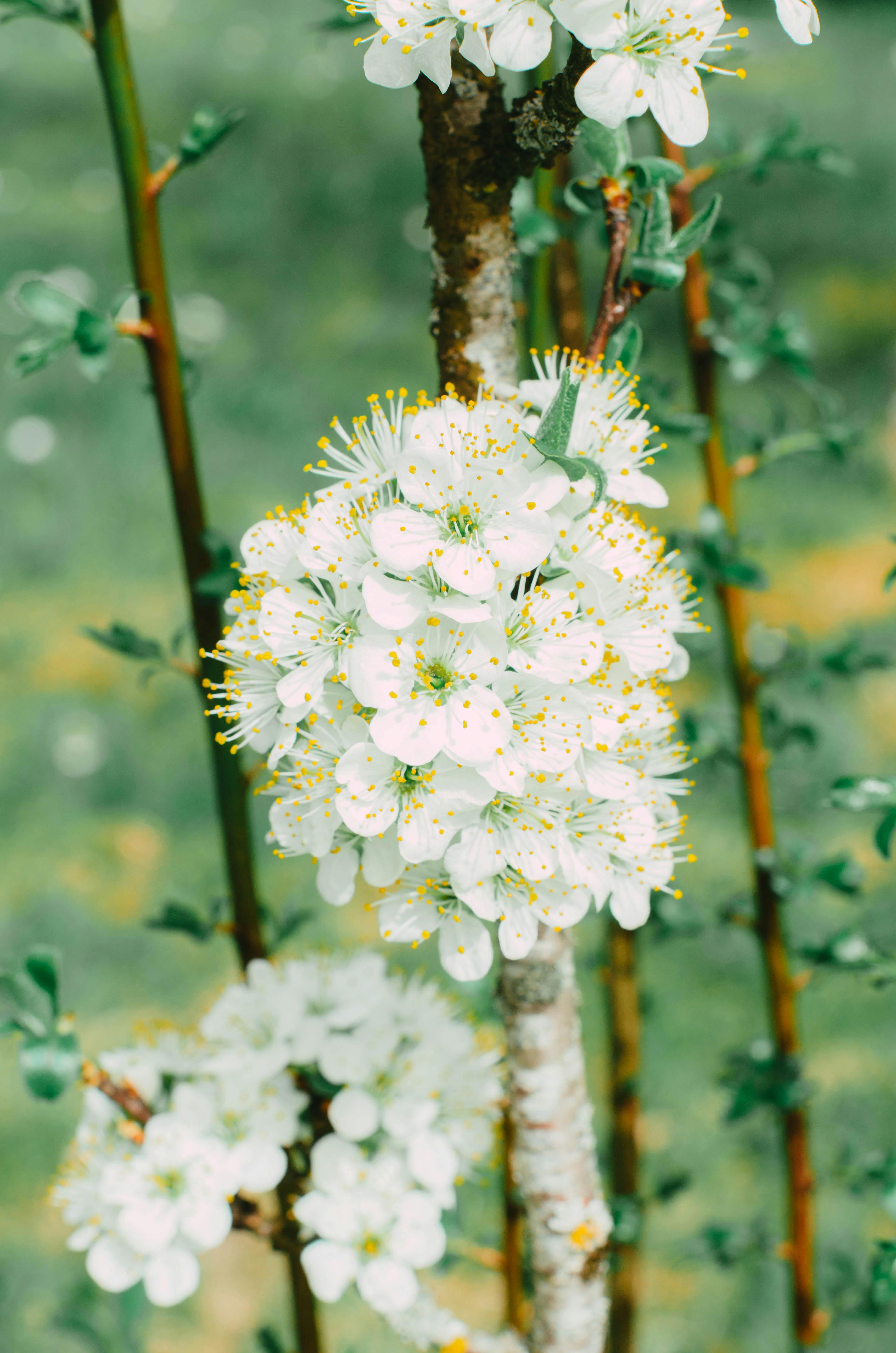 Clusters of White Spring Blossoms