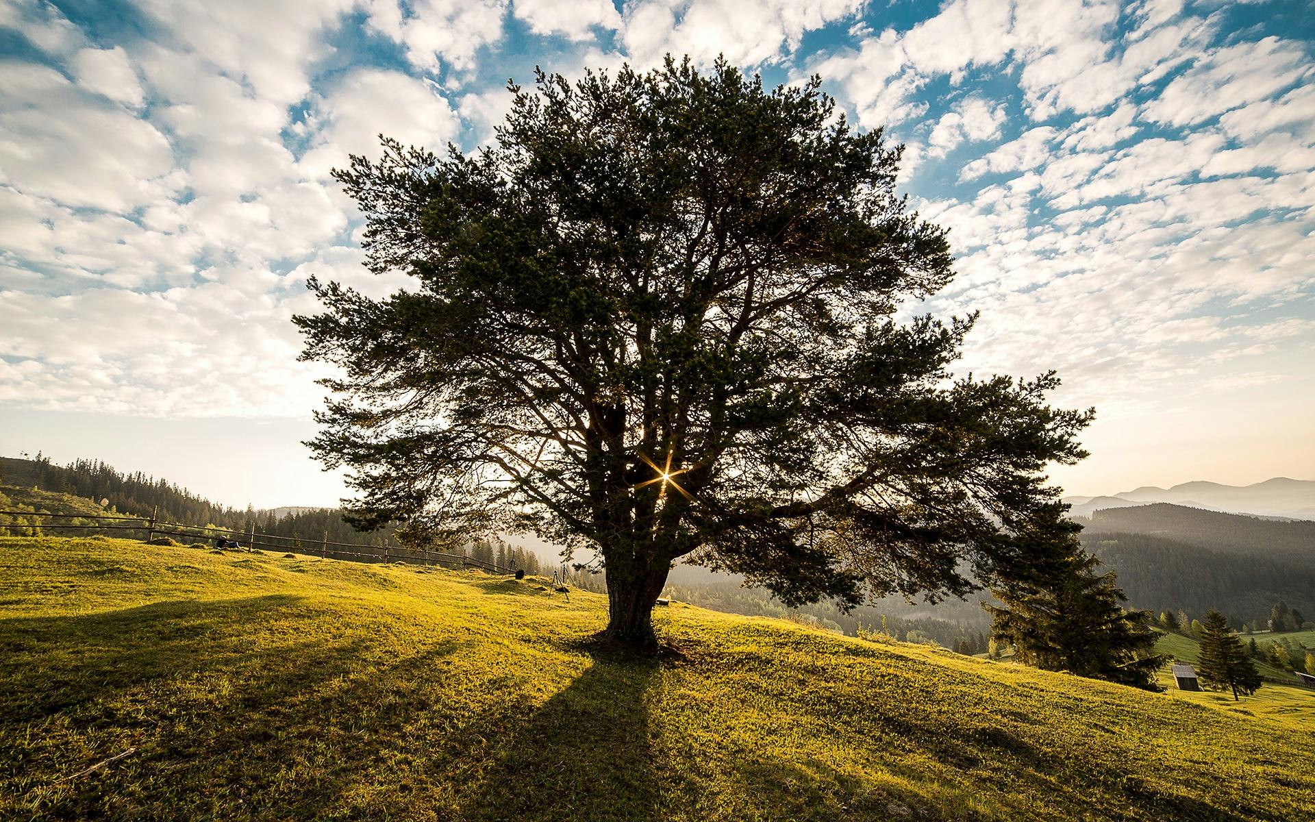 Lone Tree on Grassy Hilltop at Sunrise