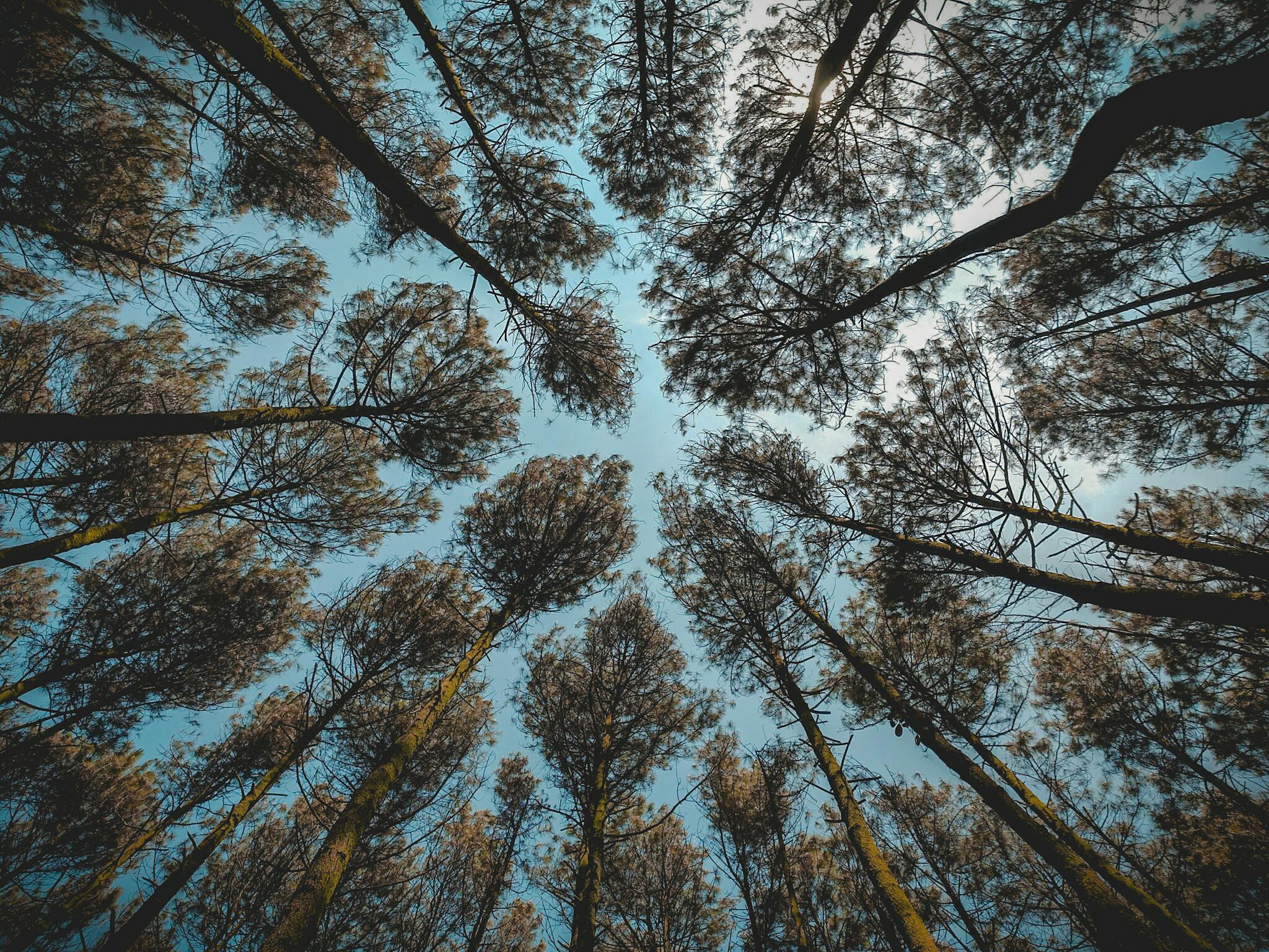 Upward View Through Pine Forest