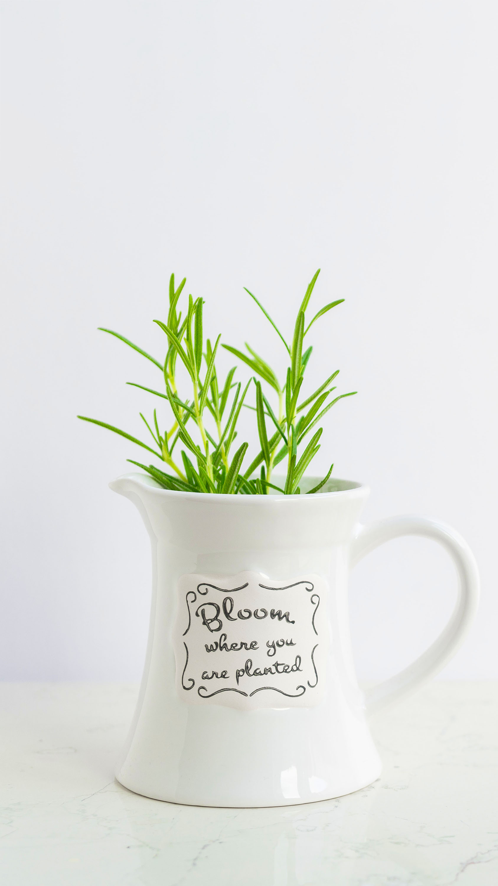 Rosemary in Decorative White Pitcher