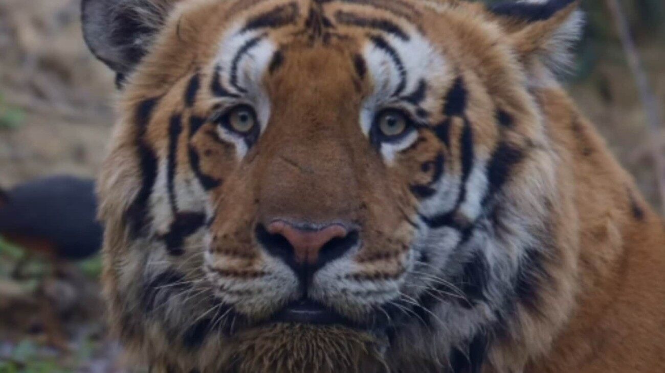 ‘He's So Chonky And Fluffy’: Internet Just Can’t Get Enough Of ‘India’s Biggest Tiger’ Gabbar At Dudhwa National Park