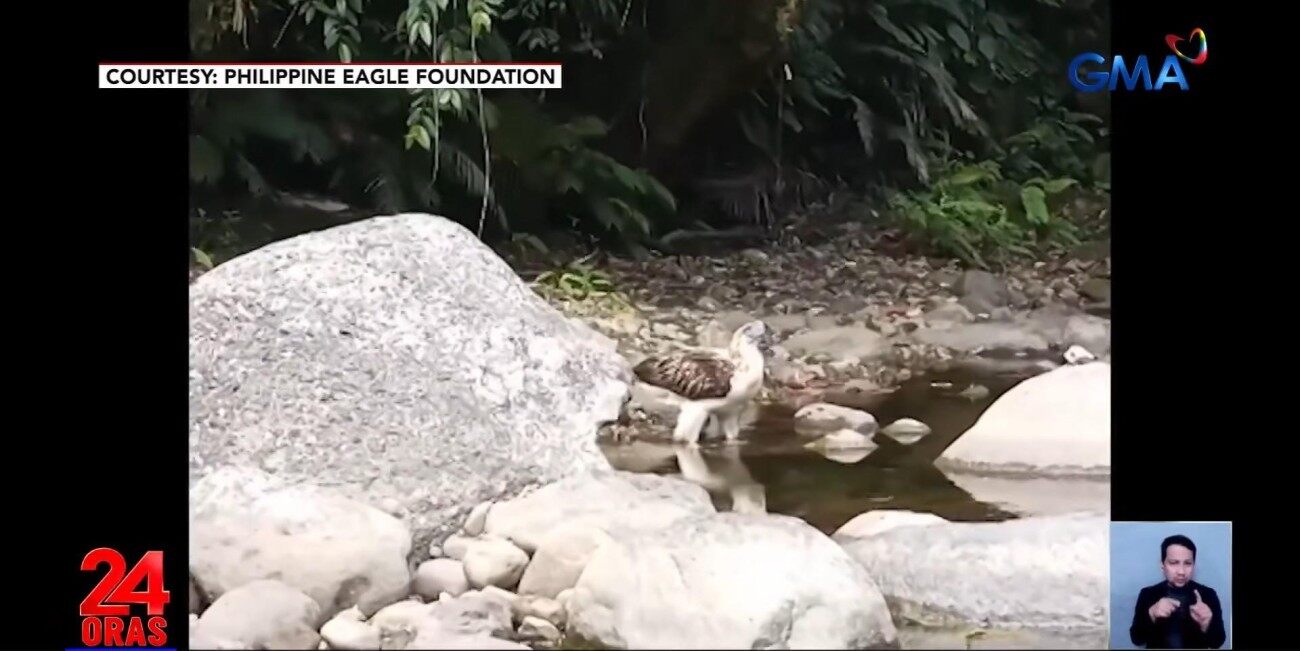 PH eagle Lakpue drinking from river in Leyte sign of successful adaptation to wild