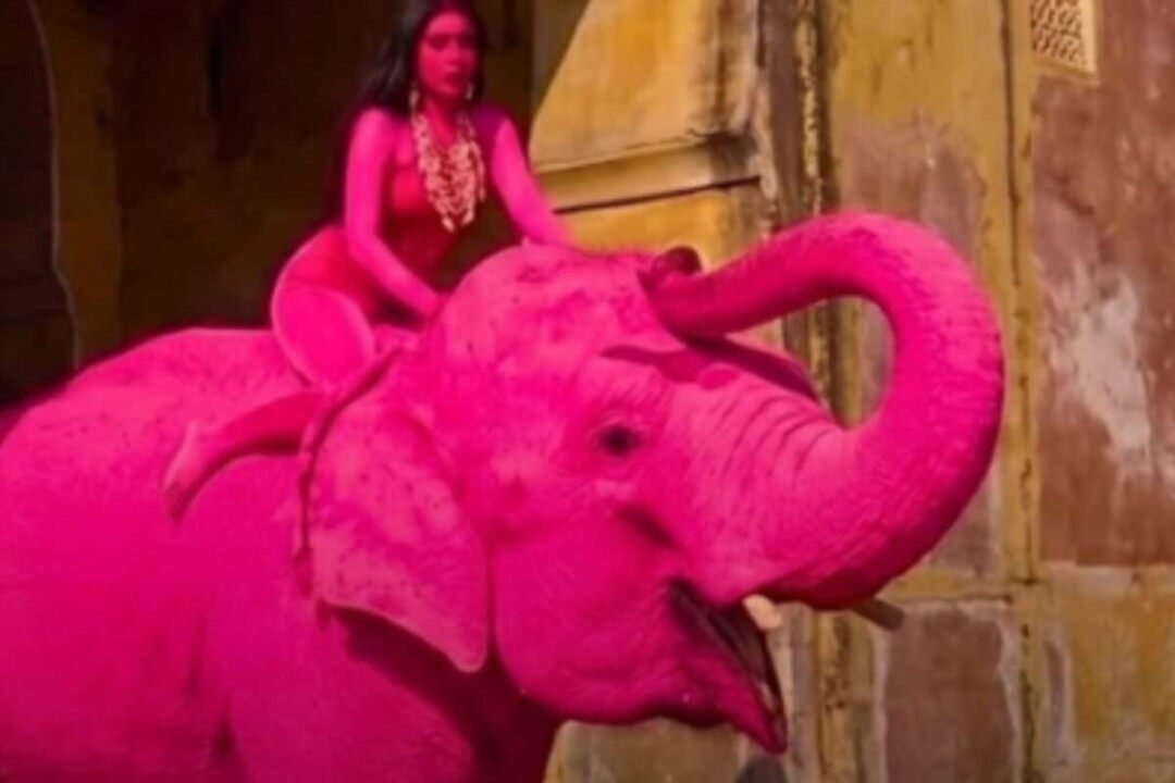 67-Year-Old Elephant Painted Pink For Photoshoot Dies Months Later In Jaipur