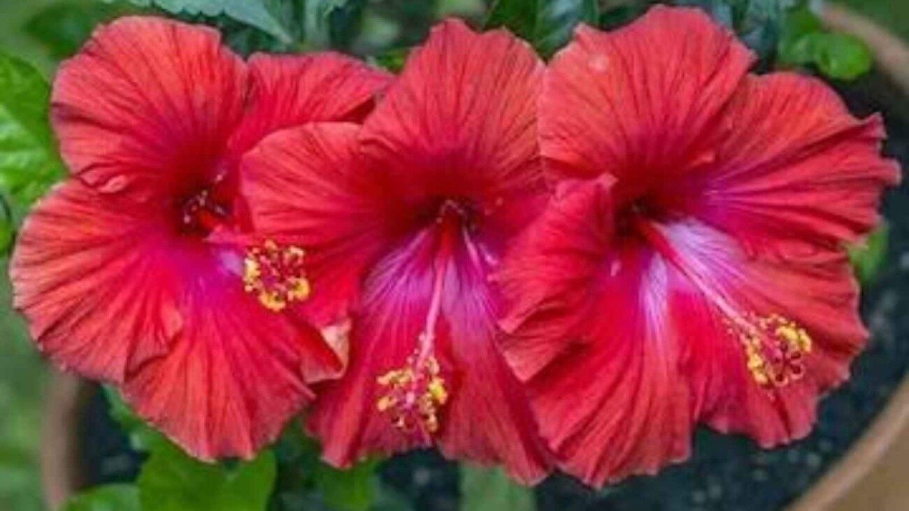 Hibiscus Not Blooming? Your Plant Could Be Missing This Simple Gardening Secret