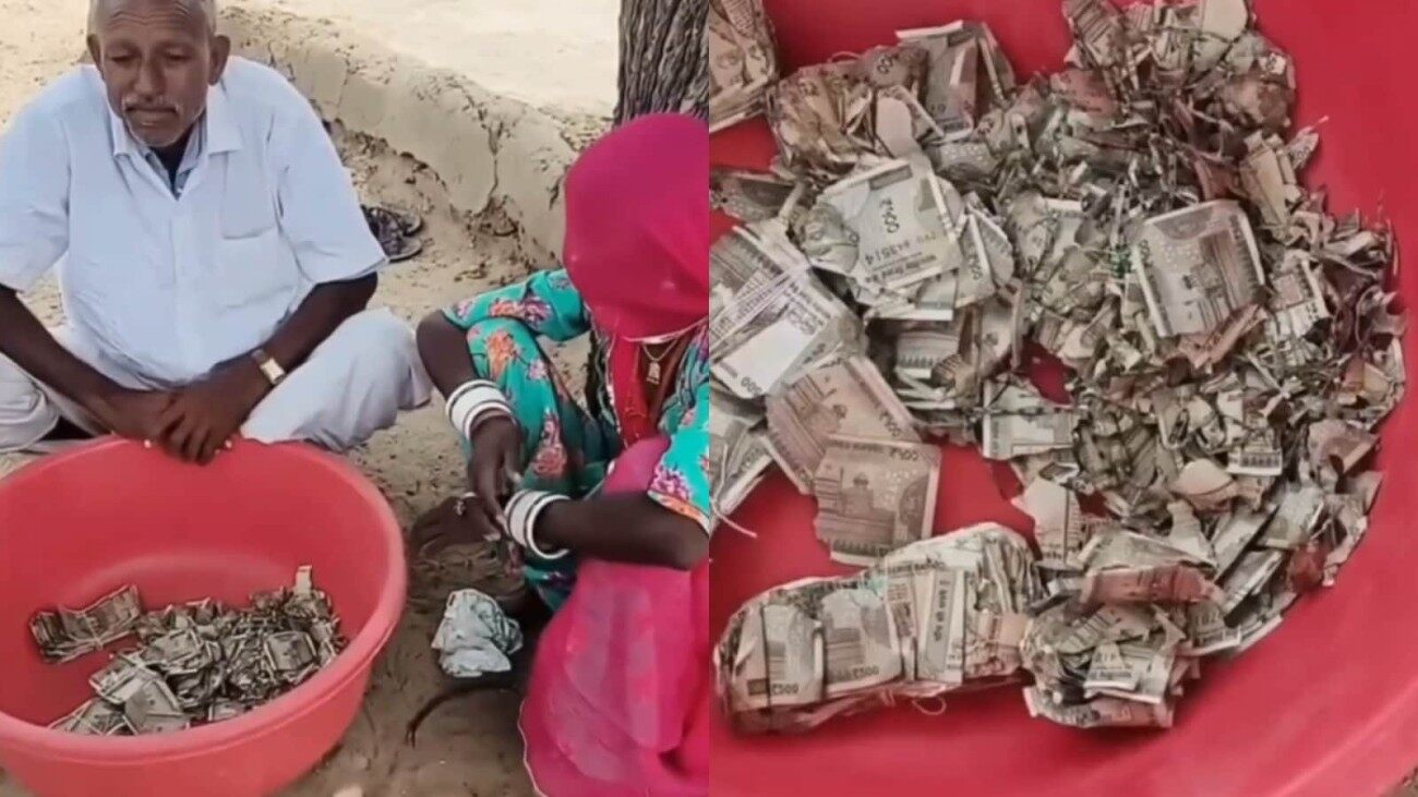 Rajasthan Farmer Buries Rs 5 Lakh To Save It From Thieves; Finds Damaged Notes A Year Later: ‘Bank Should Help’