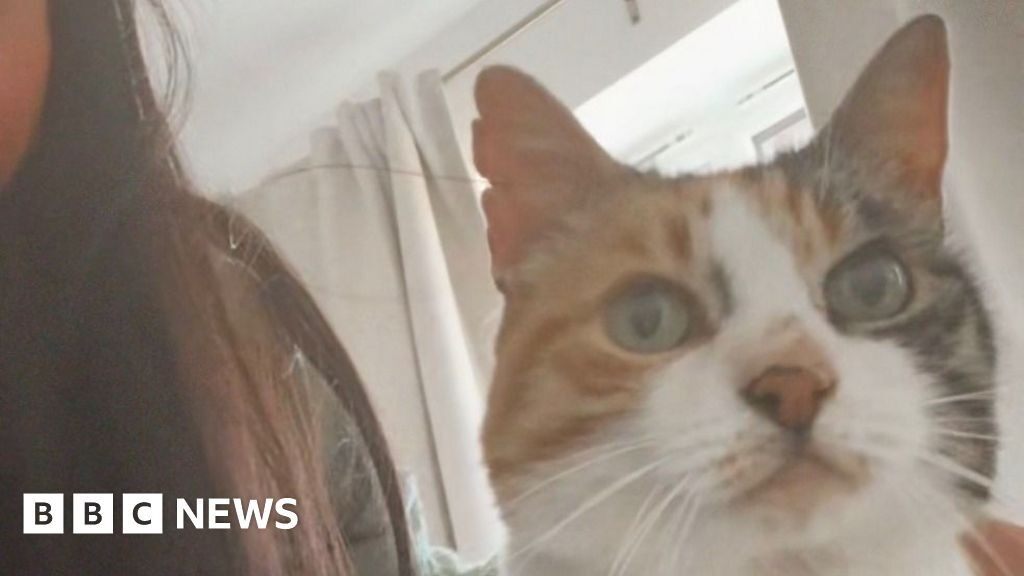 Cat returns home to Abercarn after being missing for 10 years