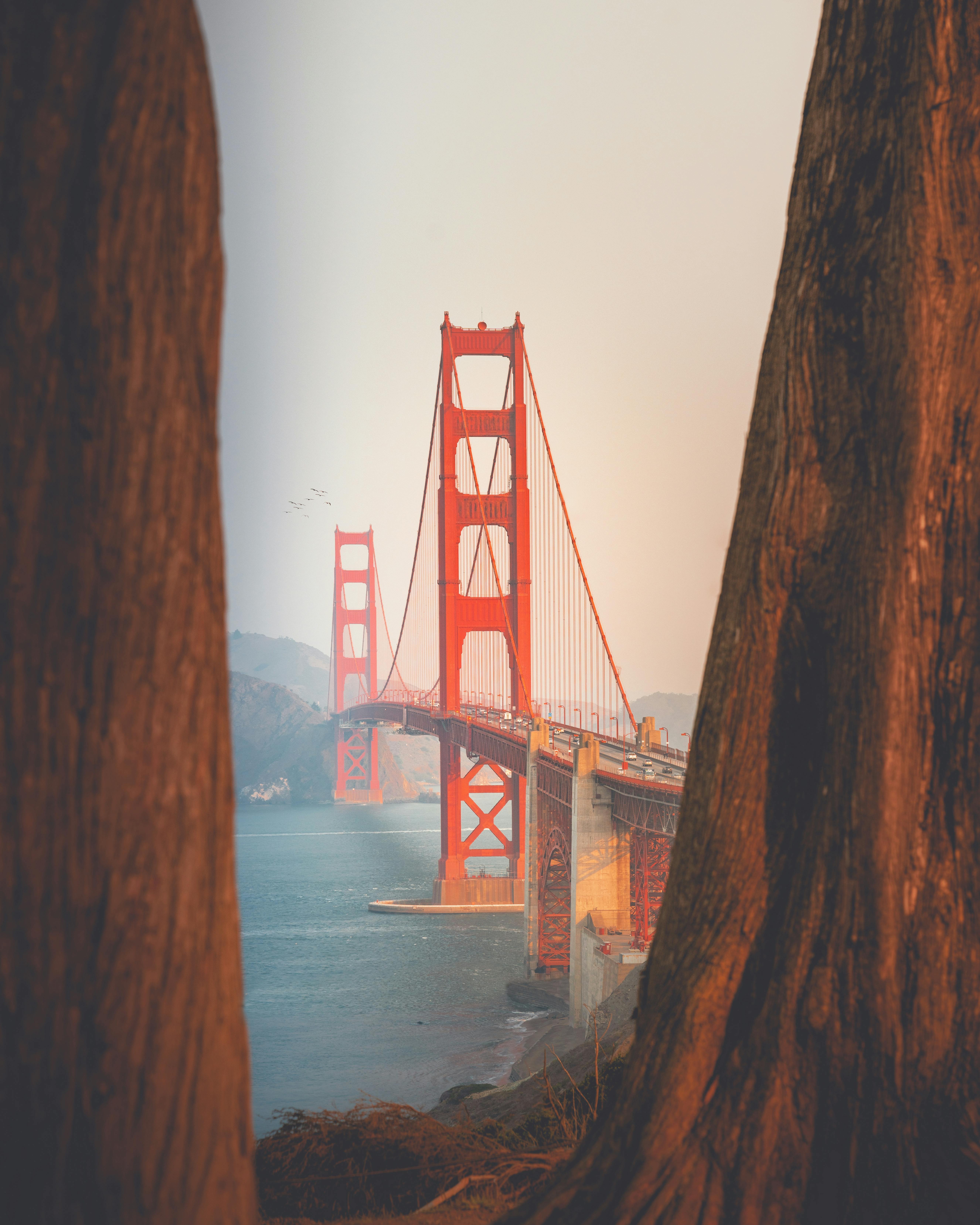 Golden Gate Bridge Between Tree Trunks — Encyclopedia
