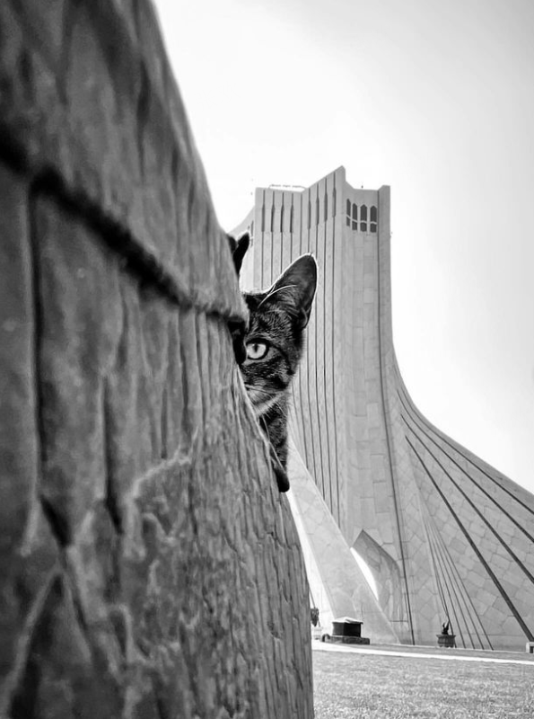 Cat Peeking Near Azadi Tower — Pets