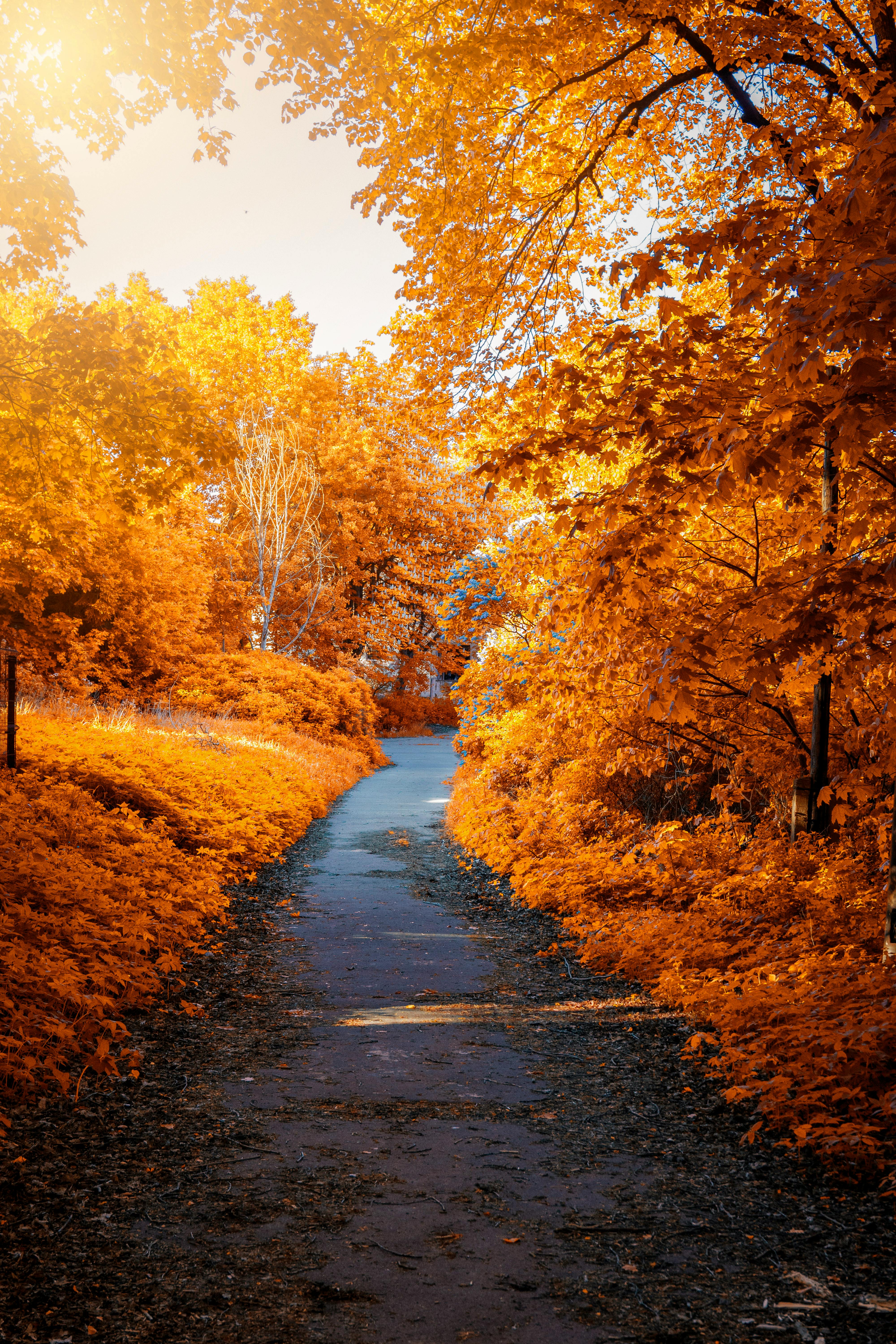 Sunlit Autumn Forest Path