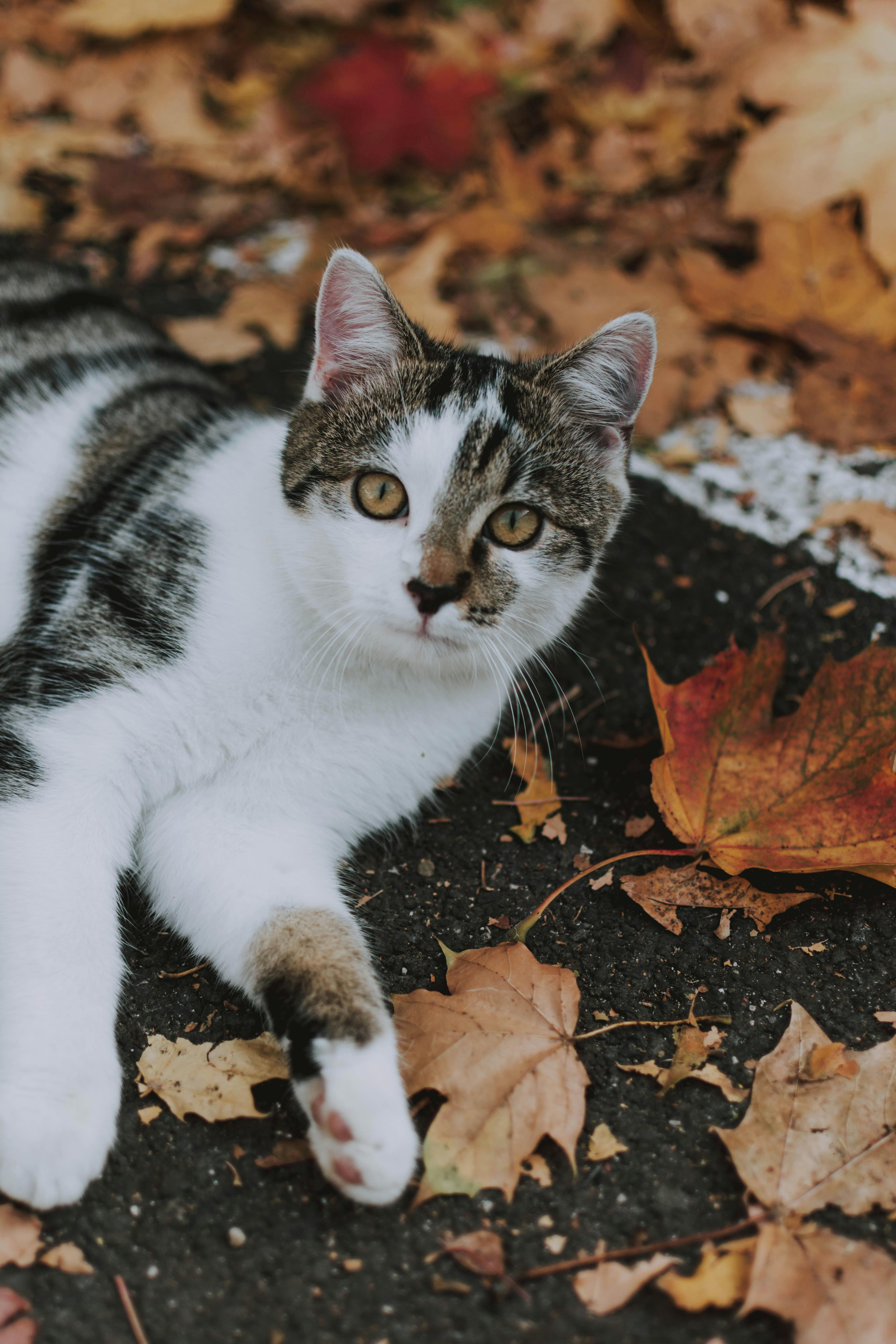 Tabby Cat Among Autumn Leaves