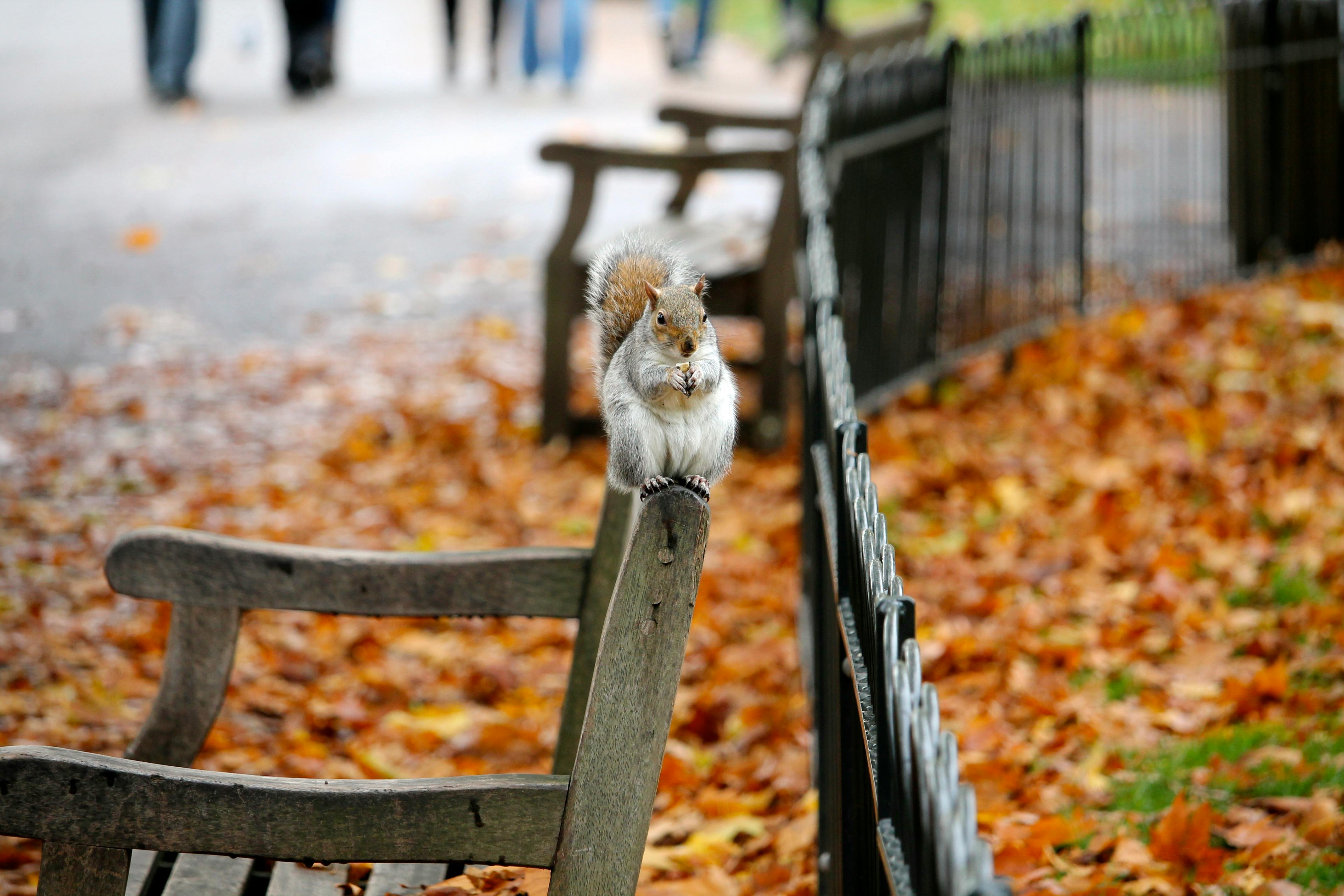 Gray Squirrel on Park Bench in Autumn
