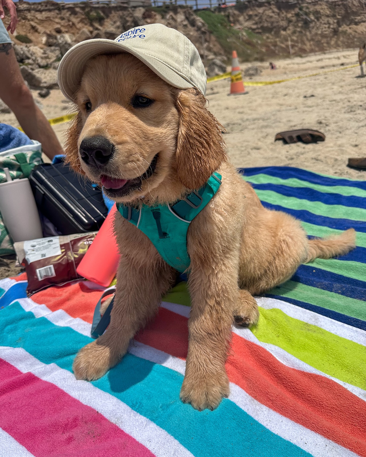 Golden Retriever Puppy at the Beach