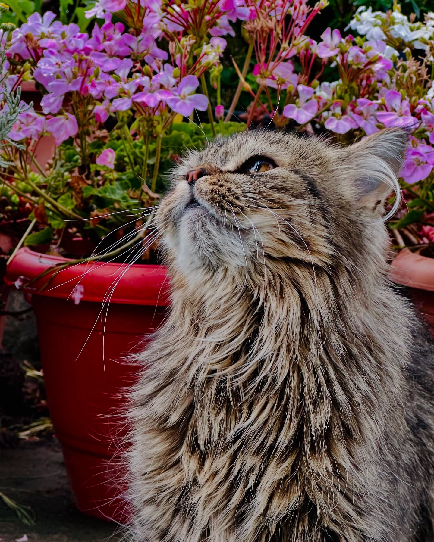 Fluffy Tabby Cat by Flowering Planter