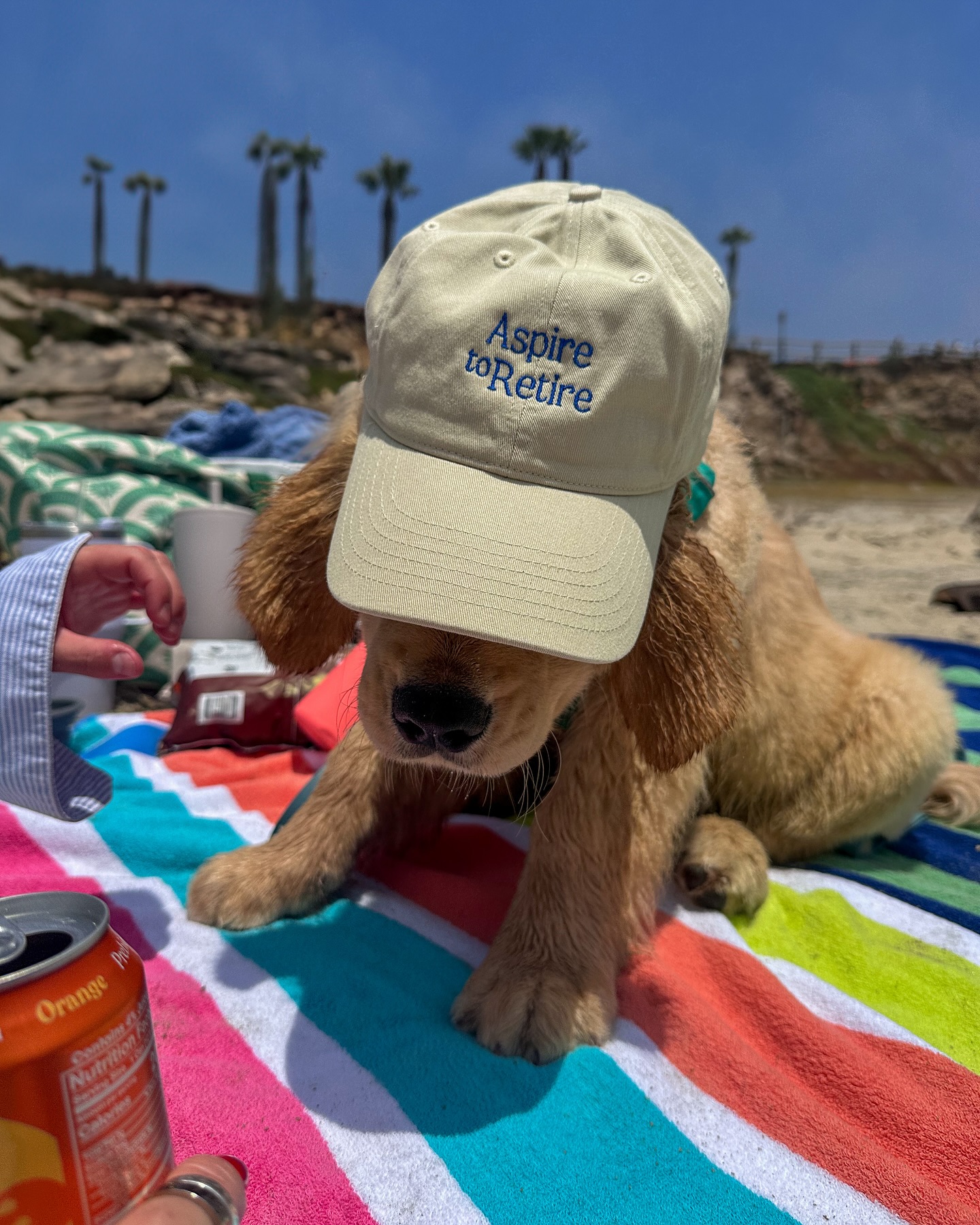 Golden Puppy Wearing Cap At Beach