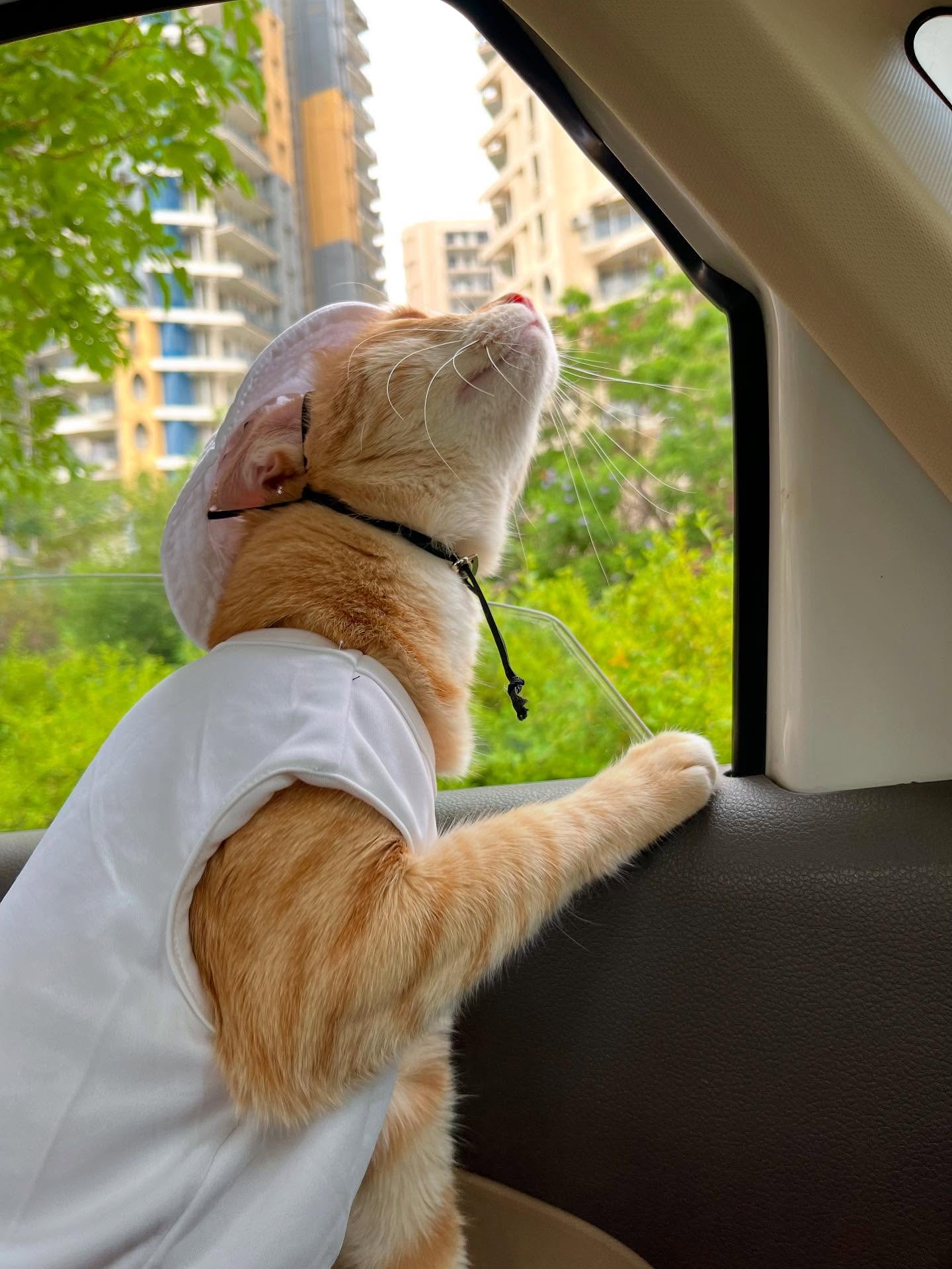 Dressed Ginger Cat Looking Out Car Window
