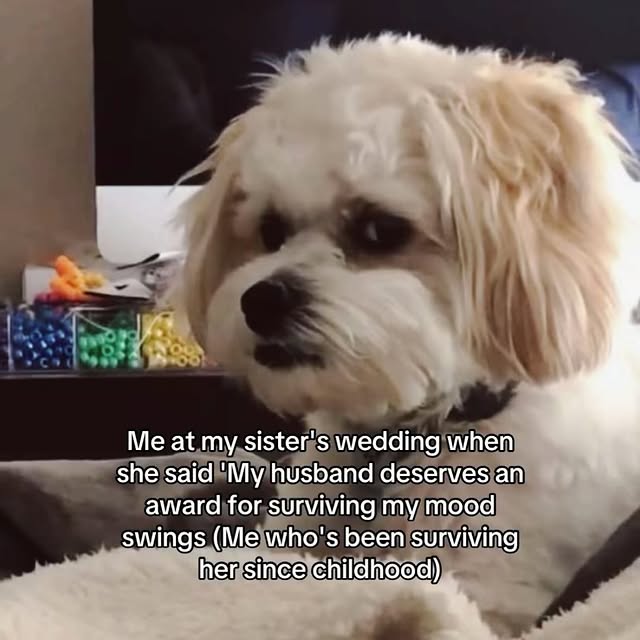 Unimpressed Dog Sister Wedding Meme
