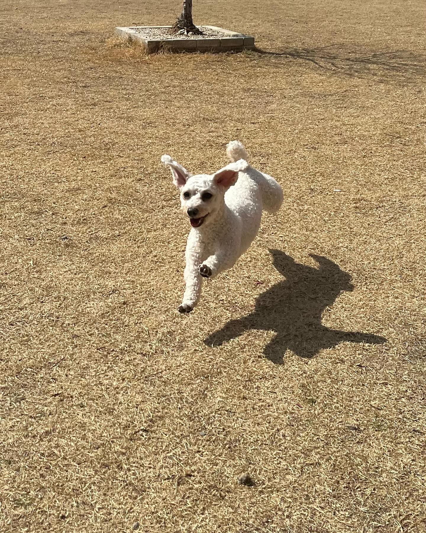 White Dog Running on Dry Grass Field