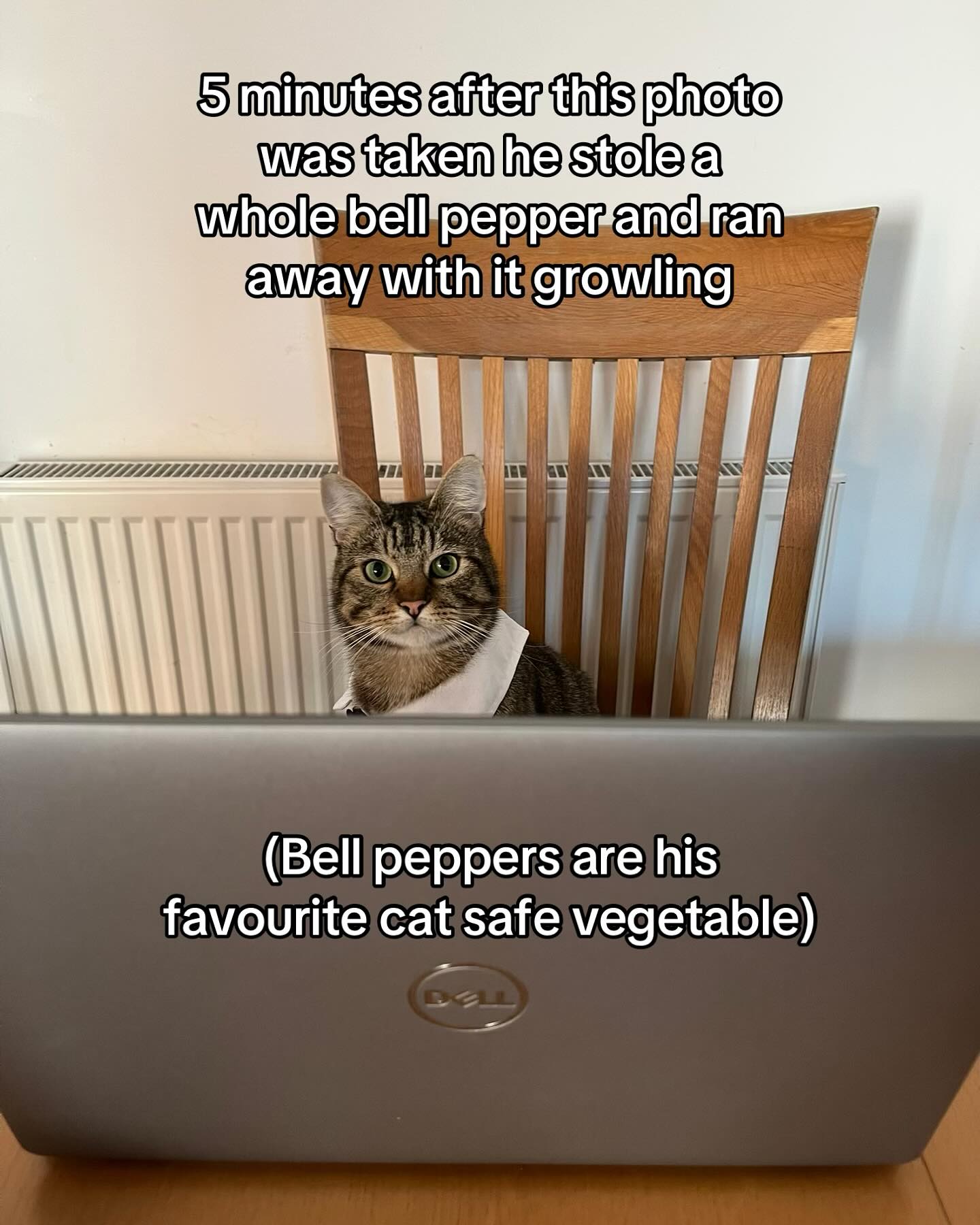 Funny Cat Bell Pepper Meme