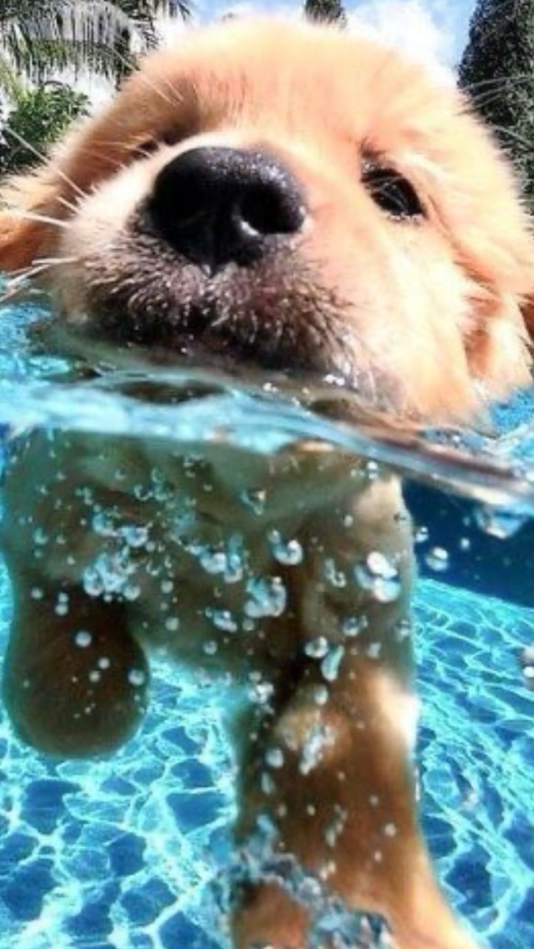 Golden Retriever in Swimming Pool