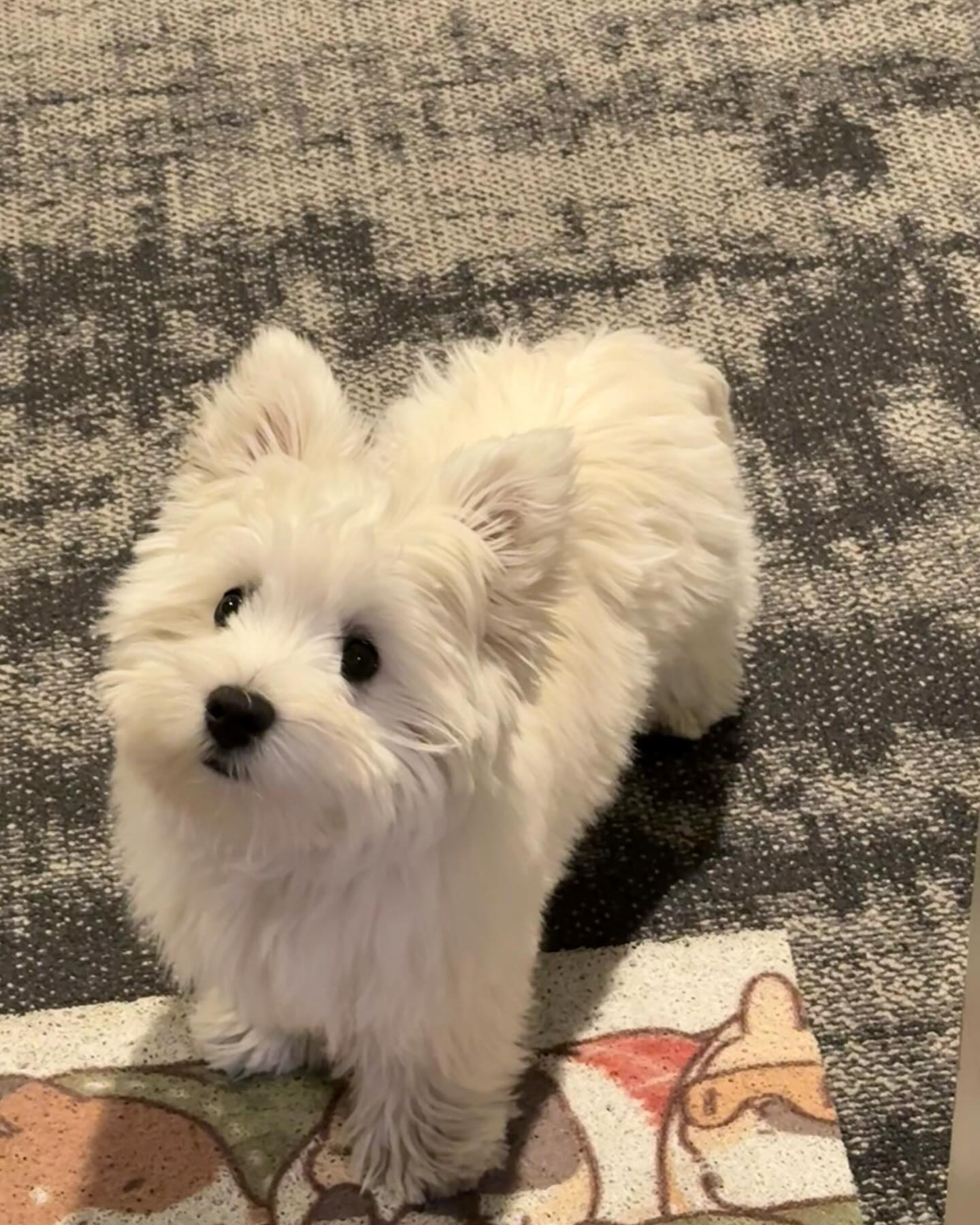 Fluffy White Westie Puppy