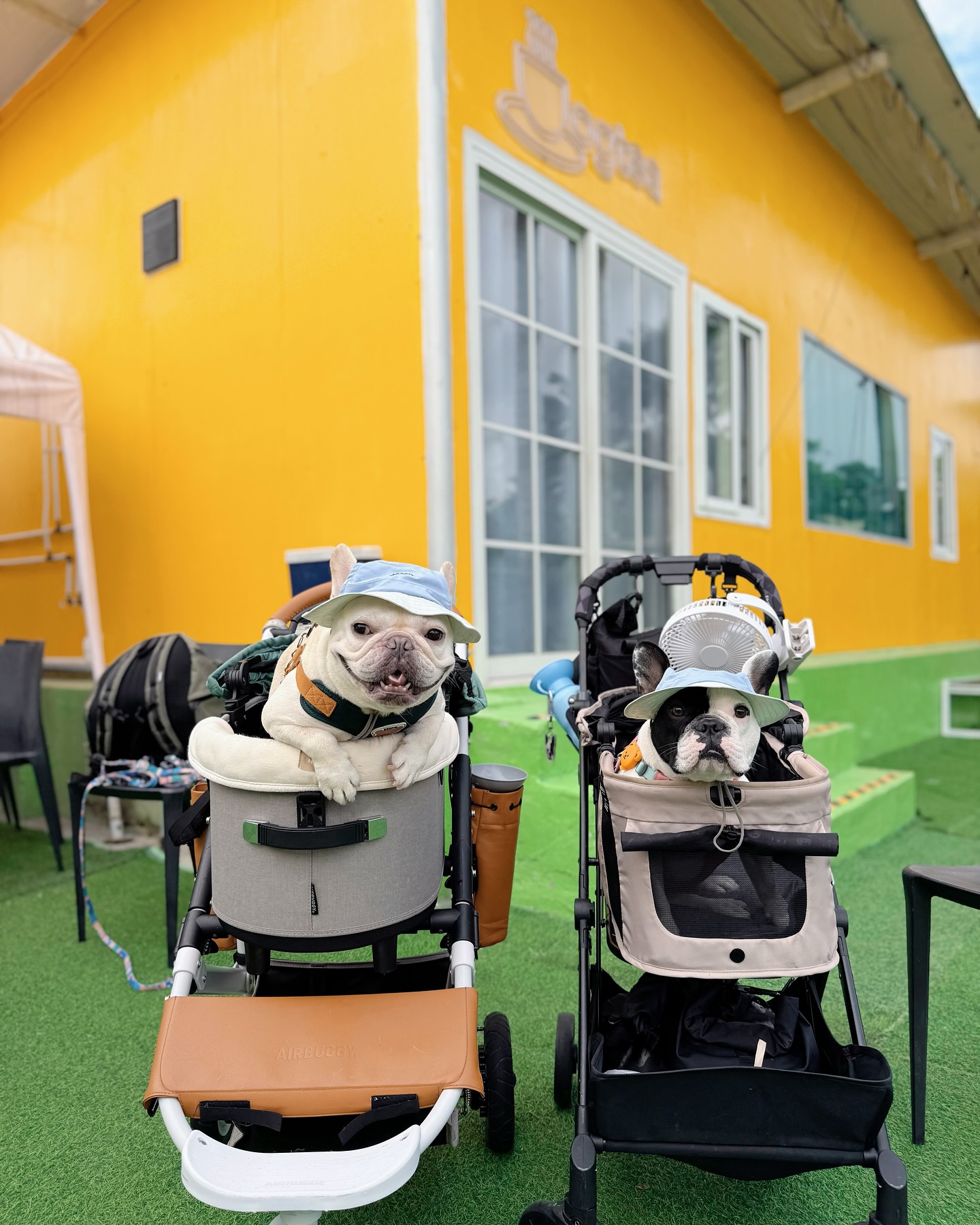 Two French Bulldogs in Pet Strollers
