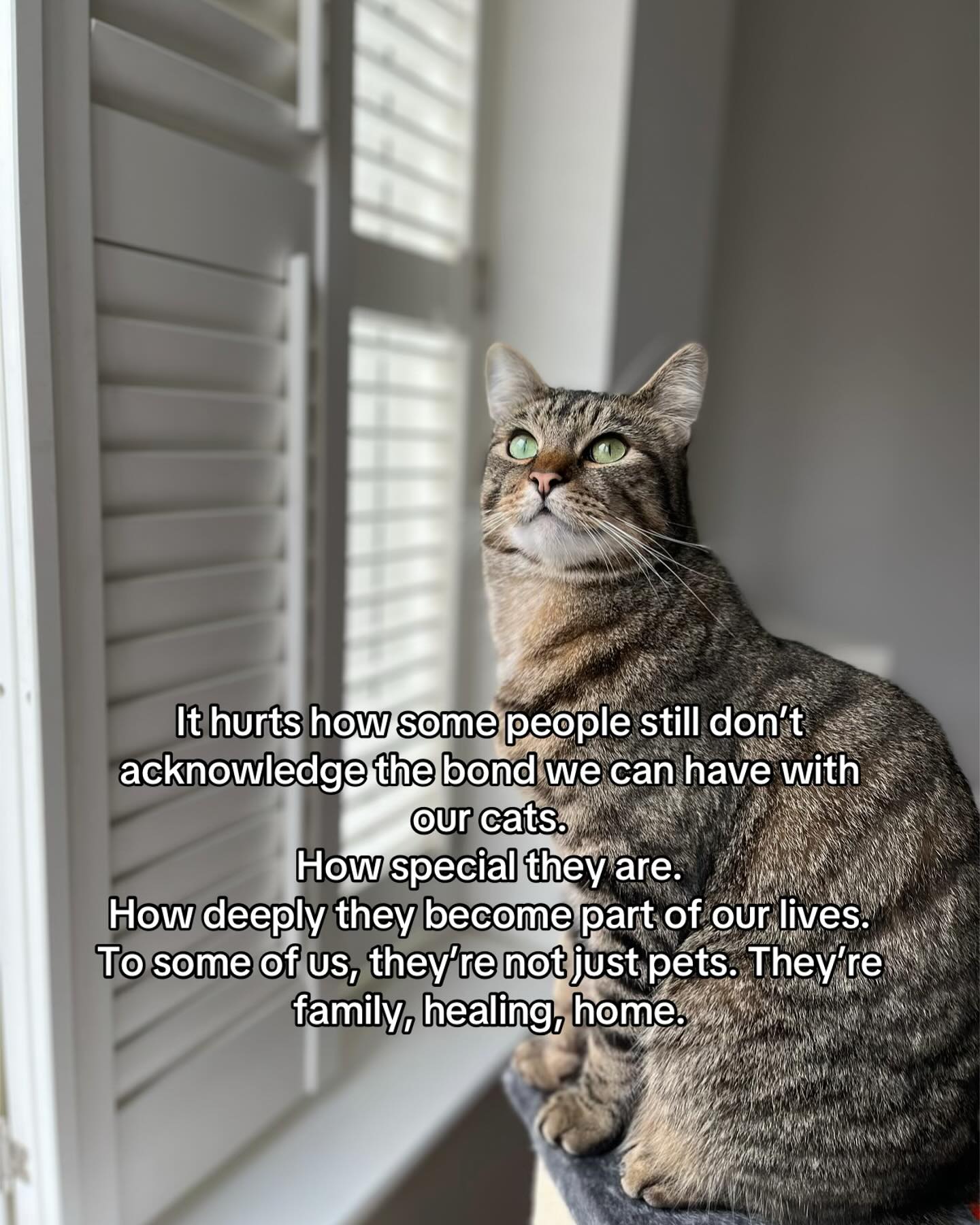 Tabby Cat With Quote On Cats As Family