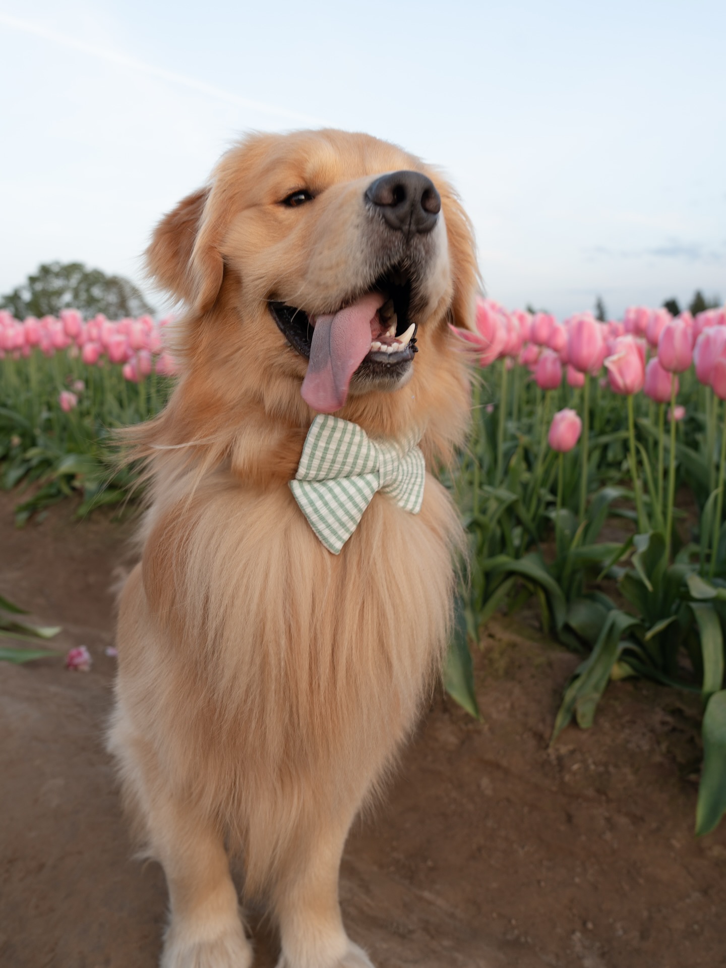 Golden Retriever in Pink Tulip Field