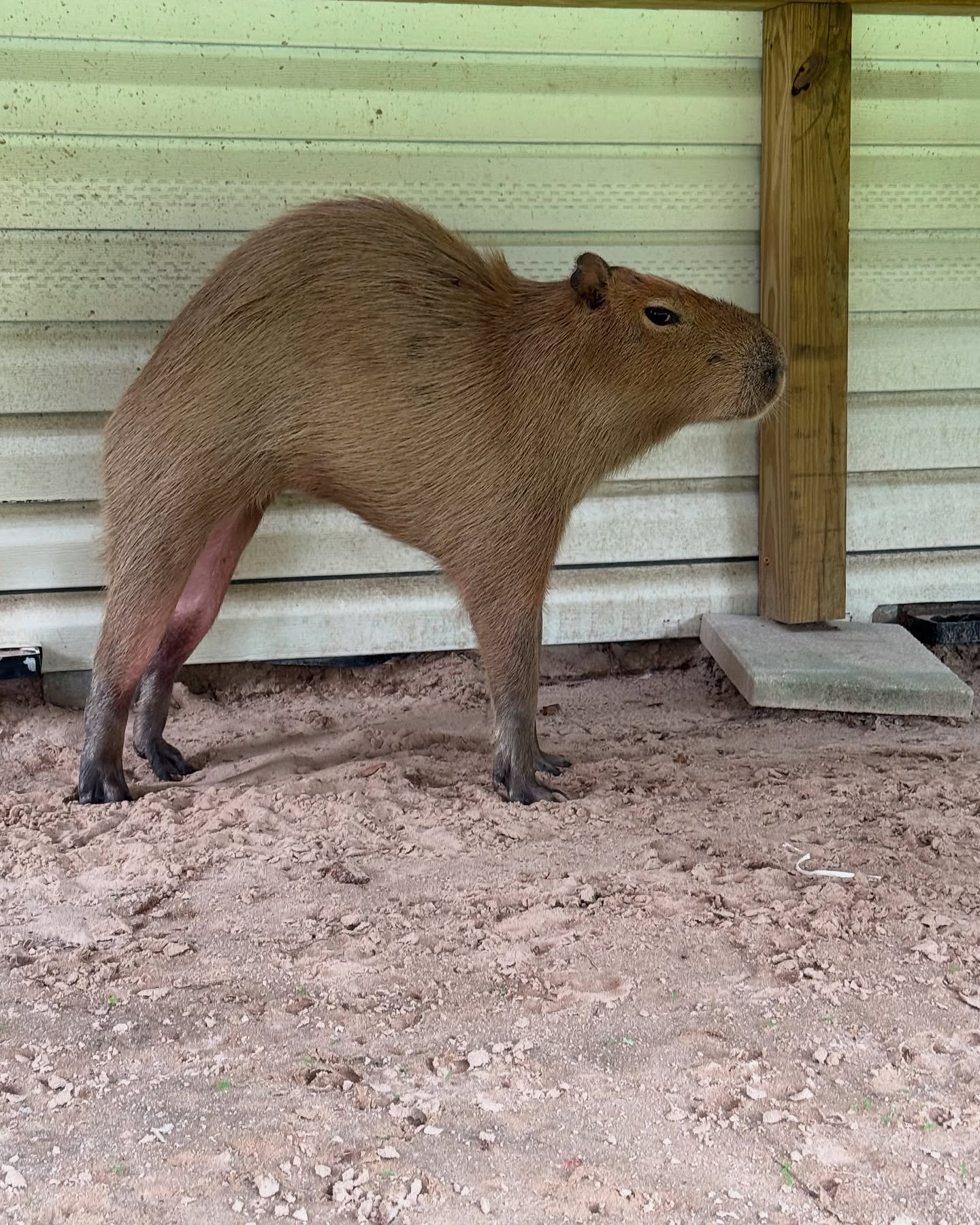 Capybara Standing In Enclosure