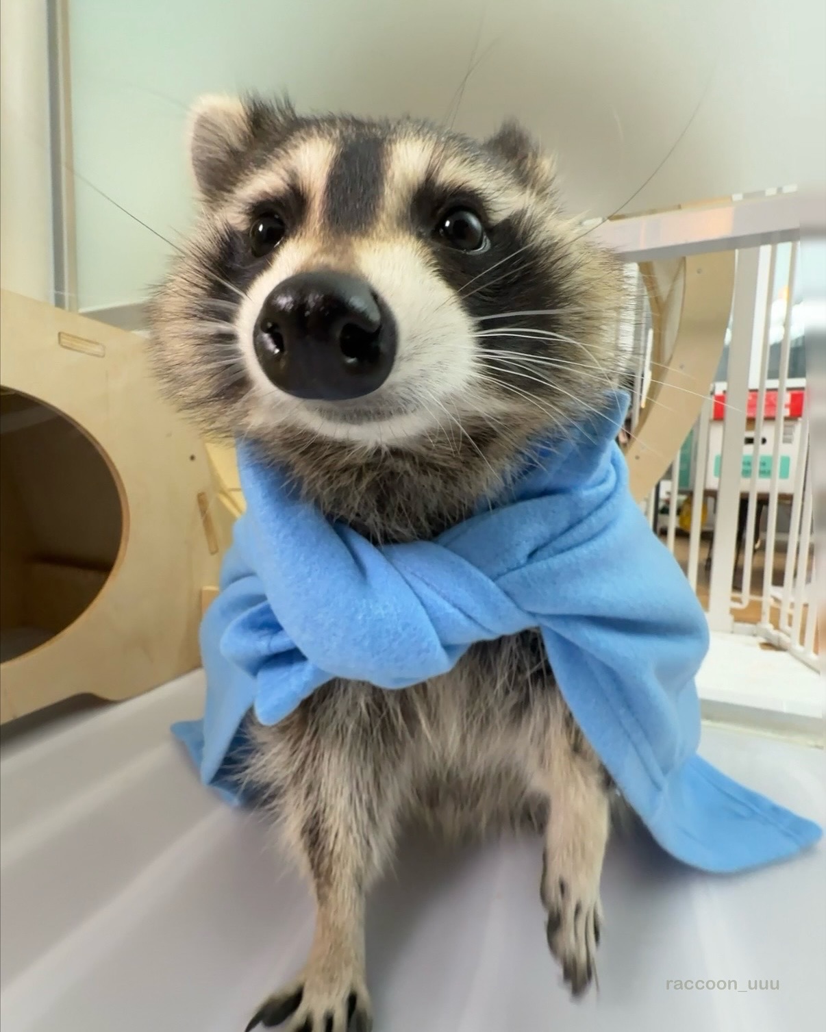 Raccoon Wrapped in Blue Scarf