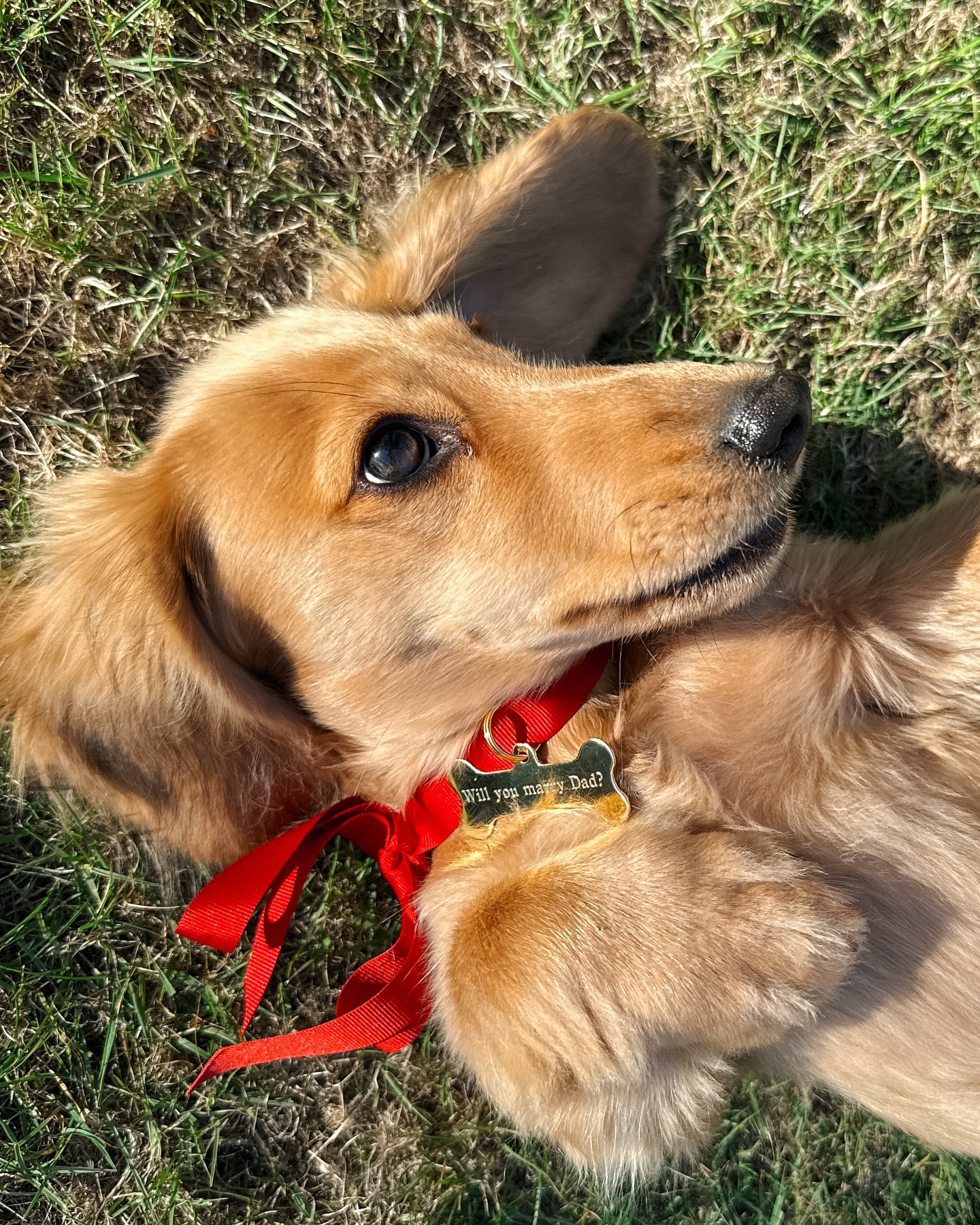Dachshund With Marriage Proposal Tag