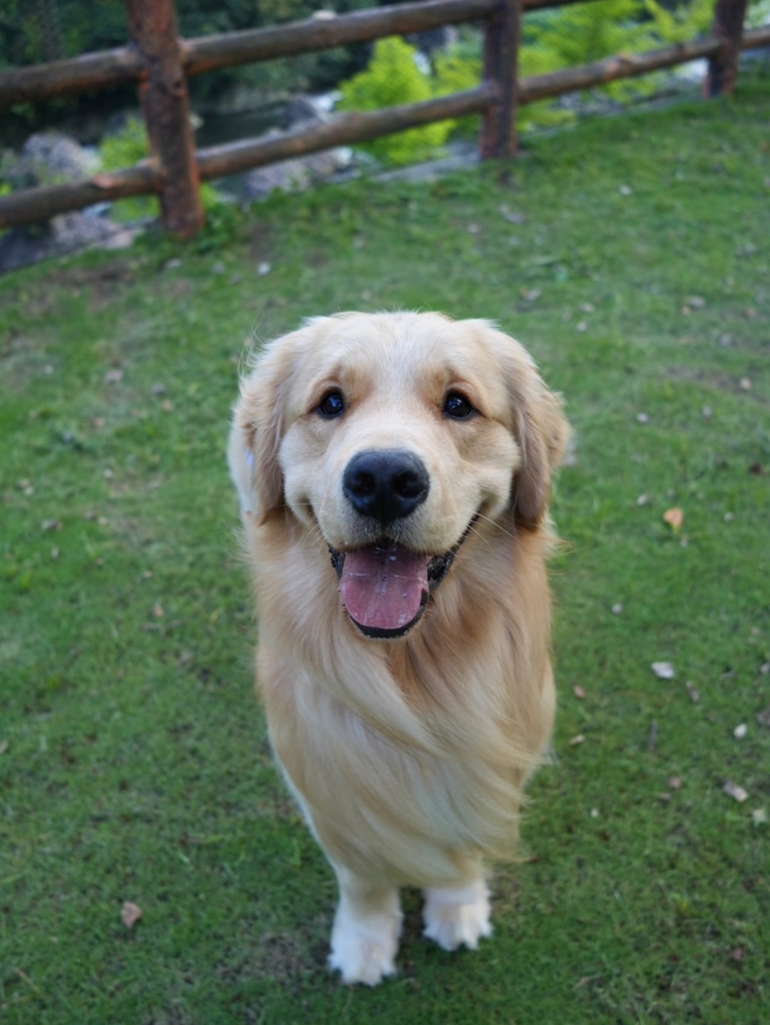 Smiling Golden Retriever On Grass