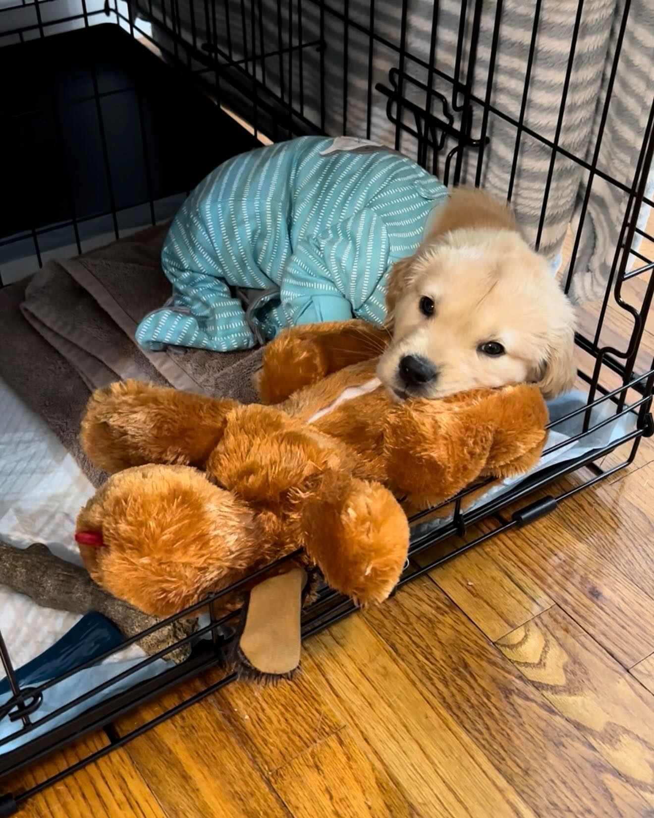 Golden Retriever Puppy Cuddling Teddy Bear
