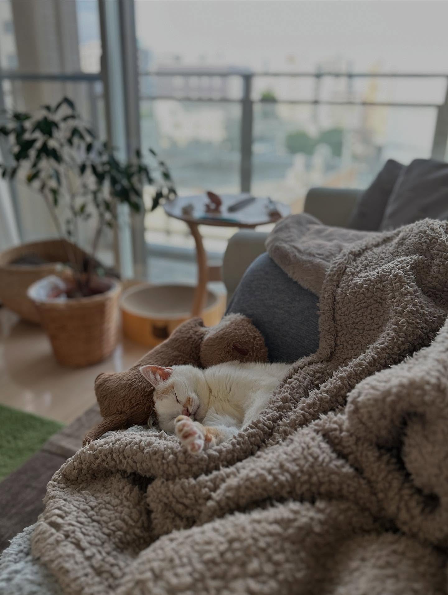 Sleeping White Cat on Cozy Blanket
