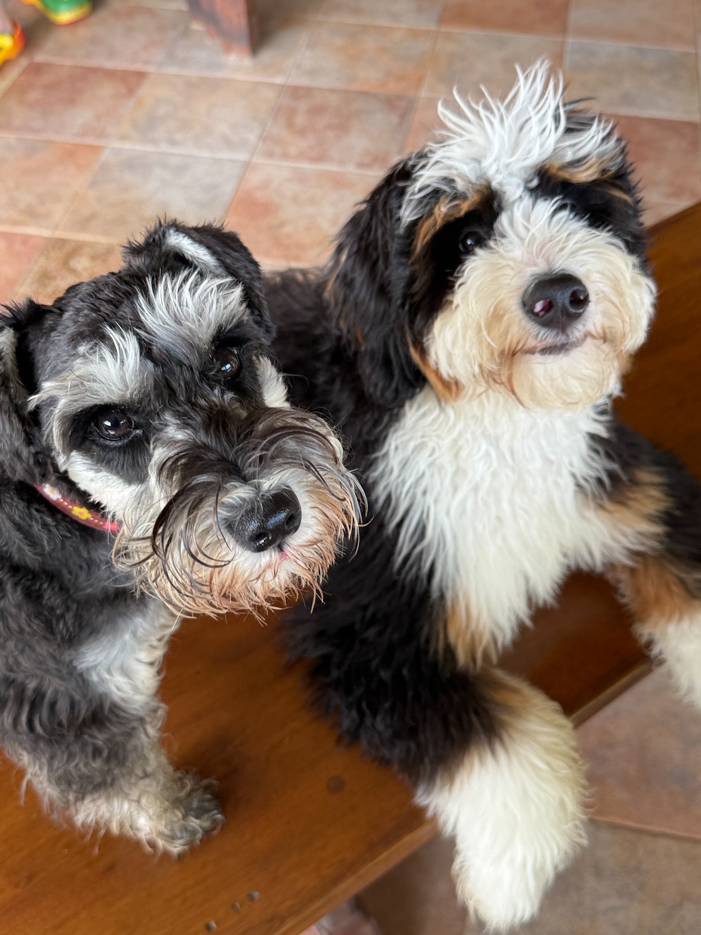 Two Fluffy Dogs Looking Up