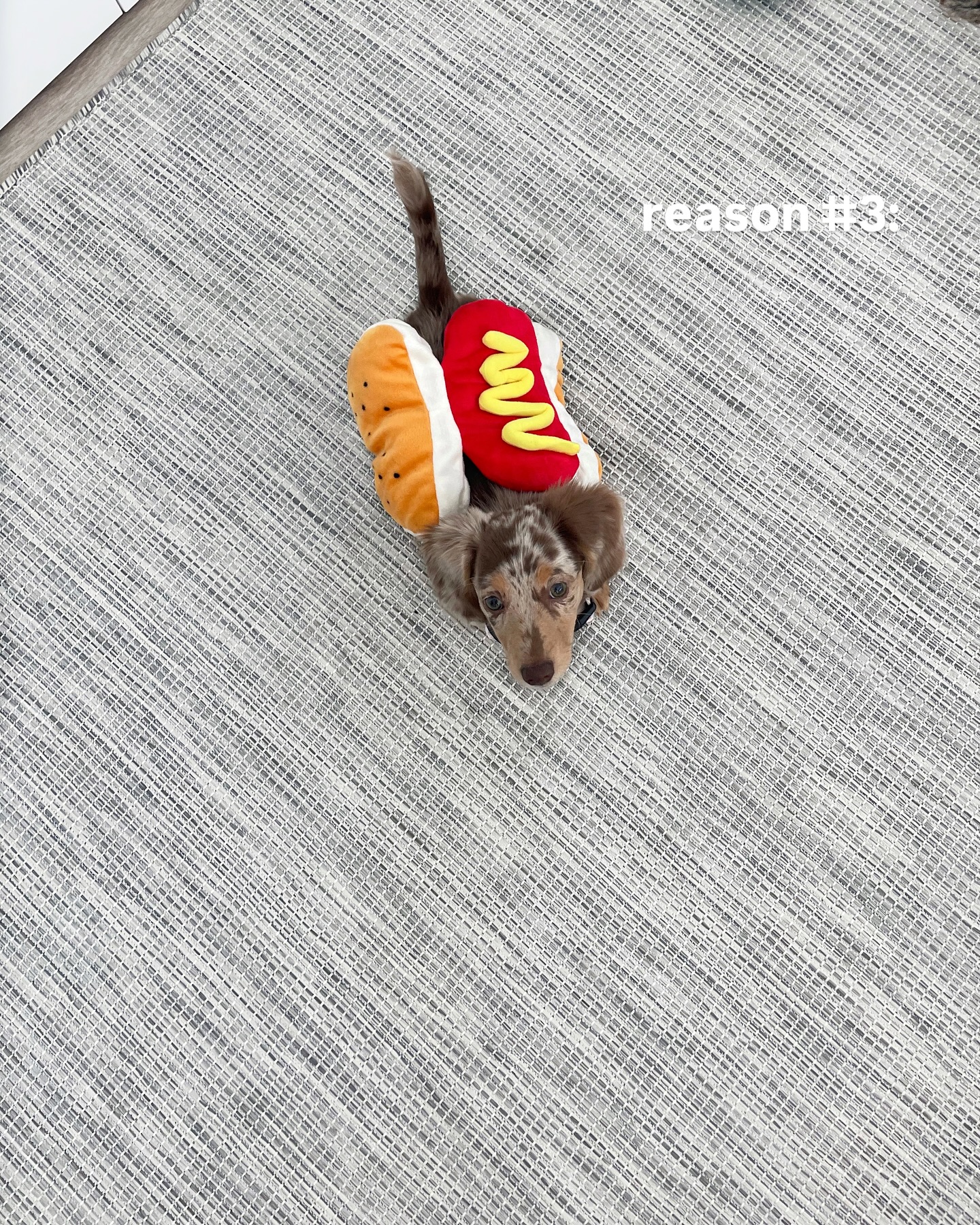 Dachshund Wearing Hot Dog Costume