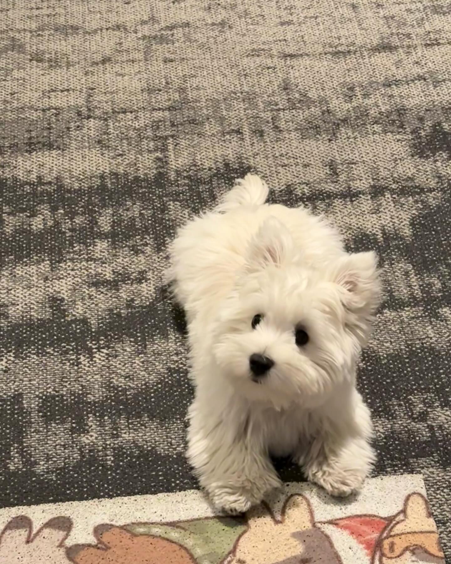 Fluffy White Puppy Looking At Camera