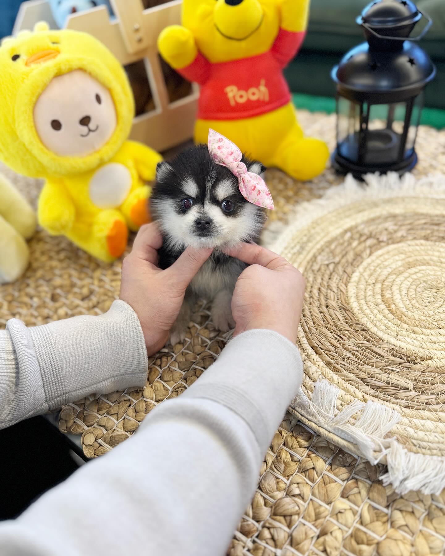 Cute Tiny Puppy With Pink Bow