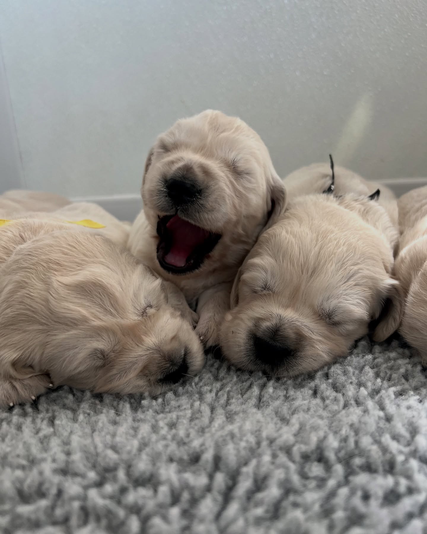Sleeping Golden Retriever Puppies