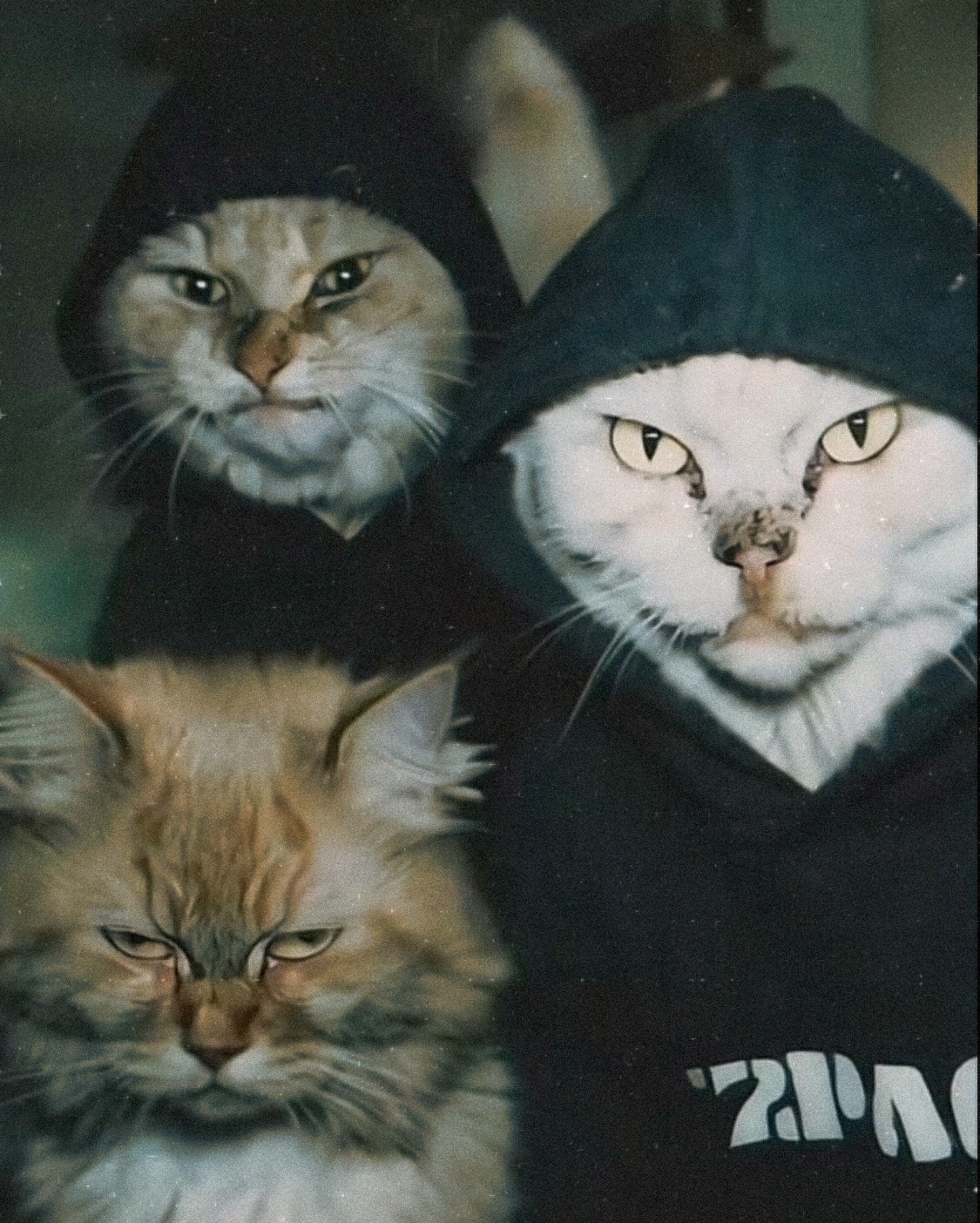 Three Cool Cats In Hoodies