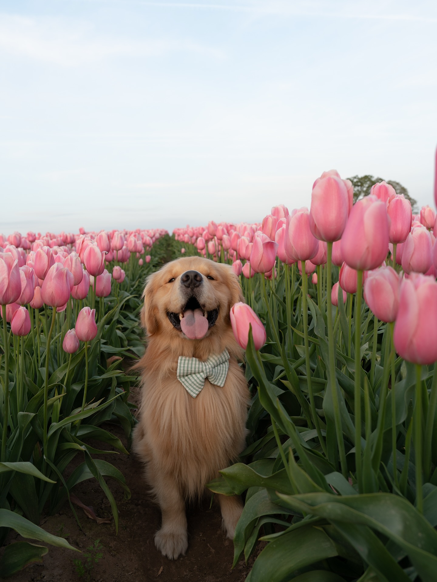 Golden Retriever in Pink Tulip Field