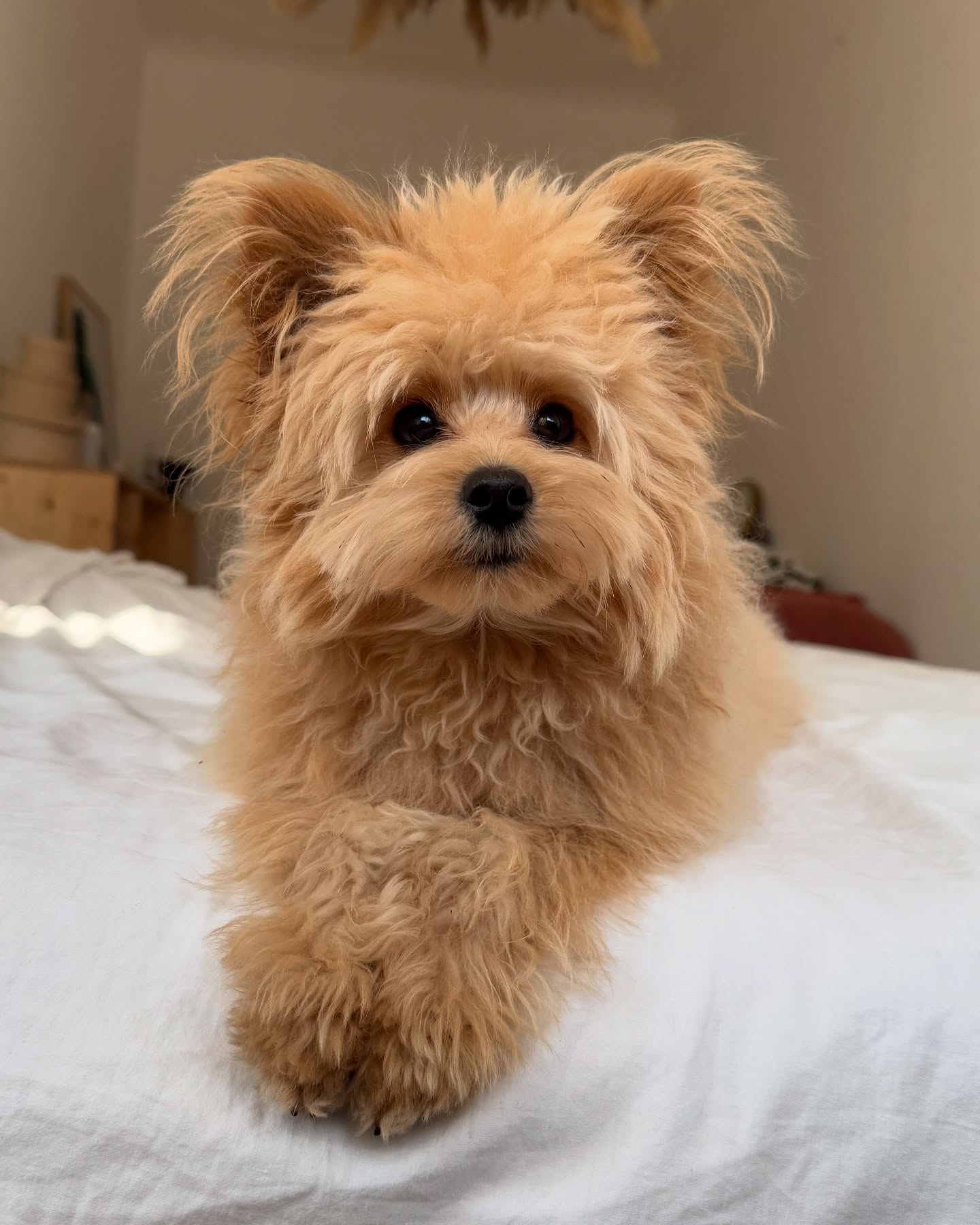 Fluffy Light Brown Dog Lying on Bed