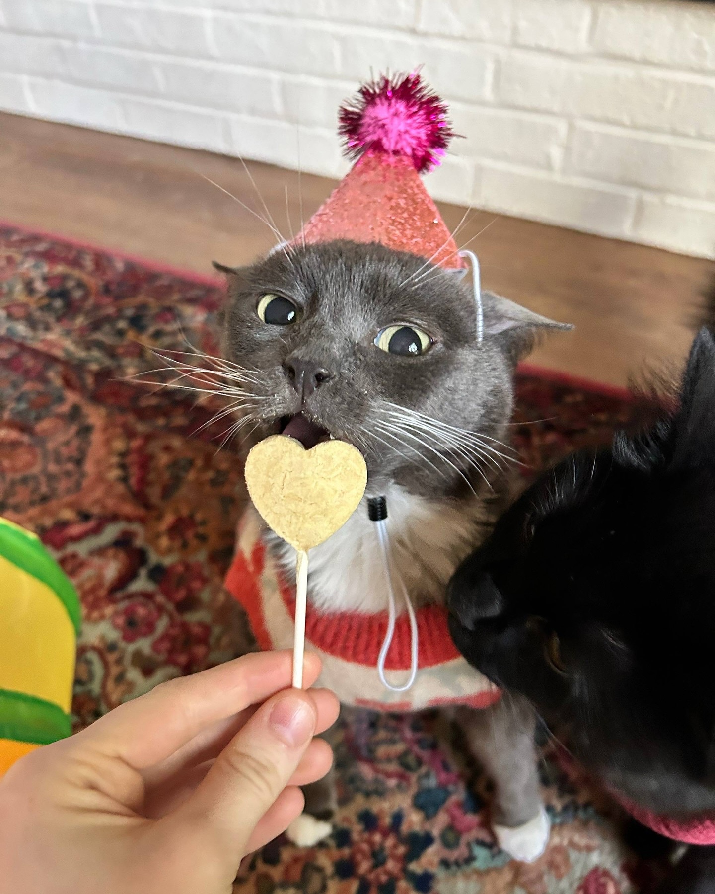 Cat in Party Hat With Heart Treat