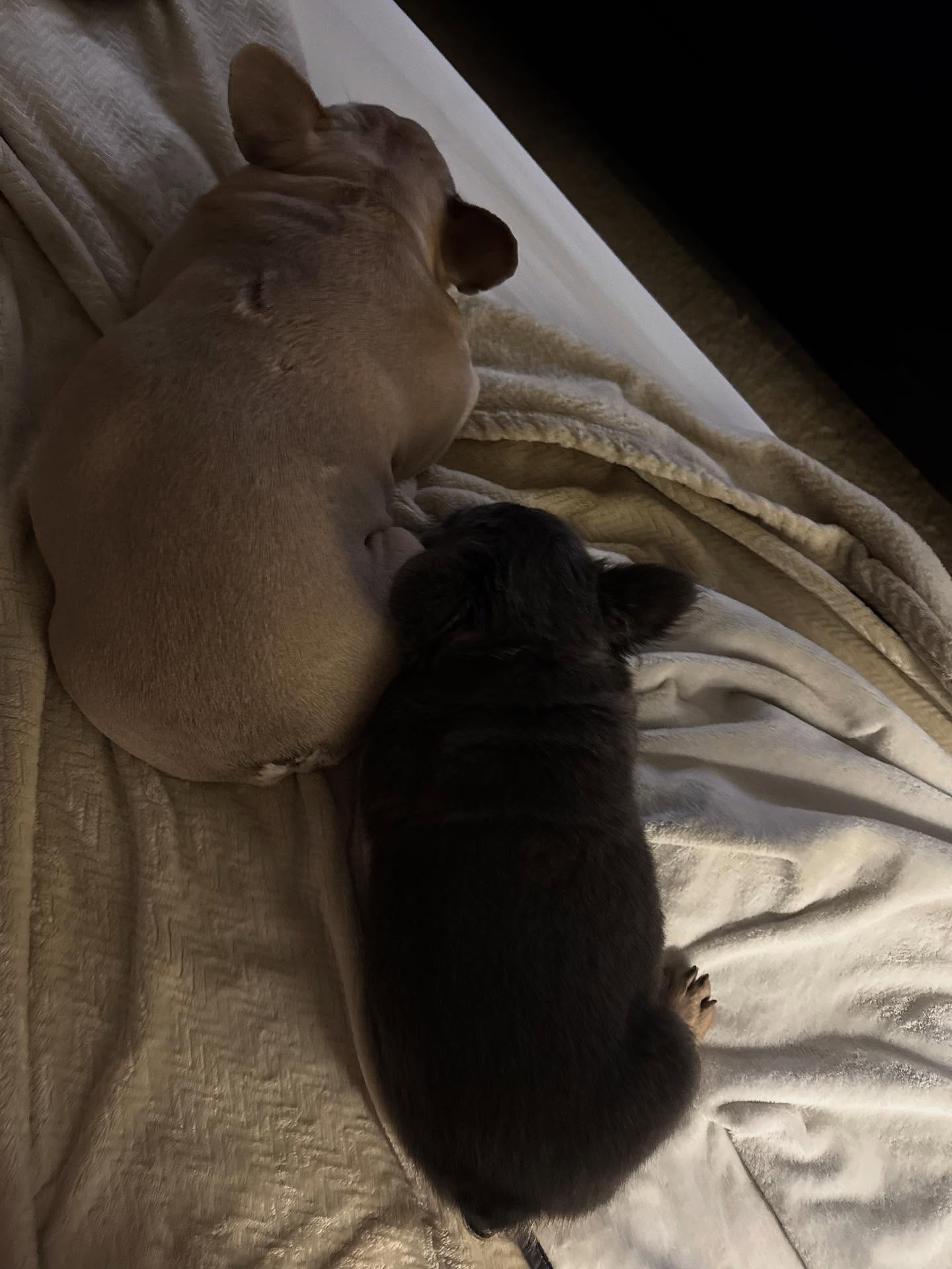 Two Dogs Sleeping Cuddled On Bed