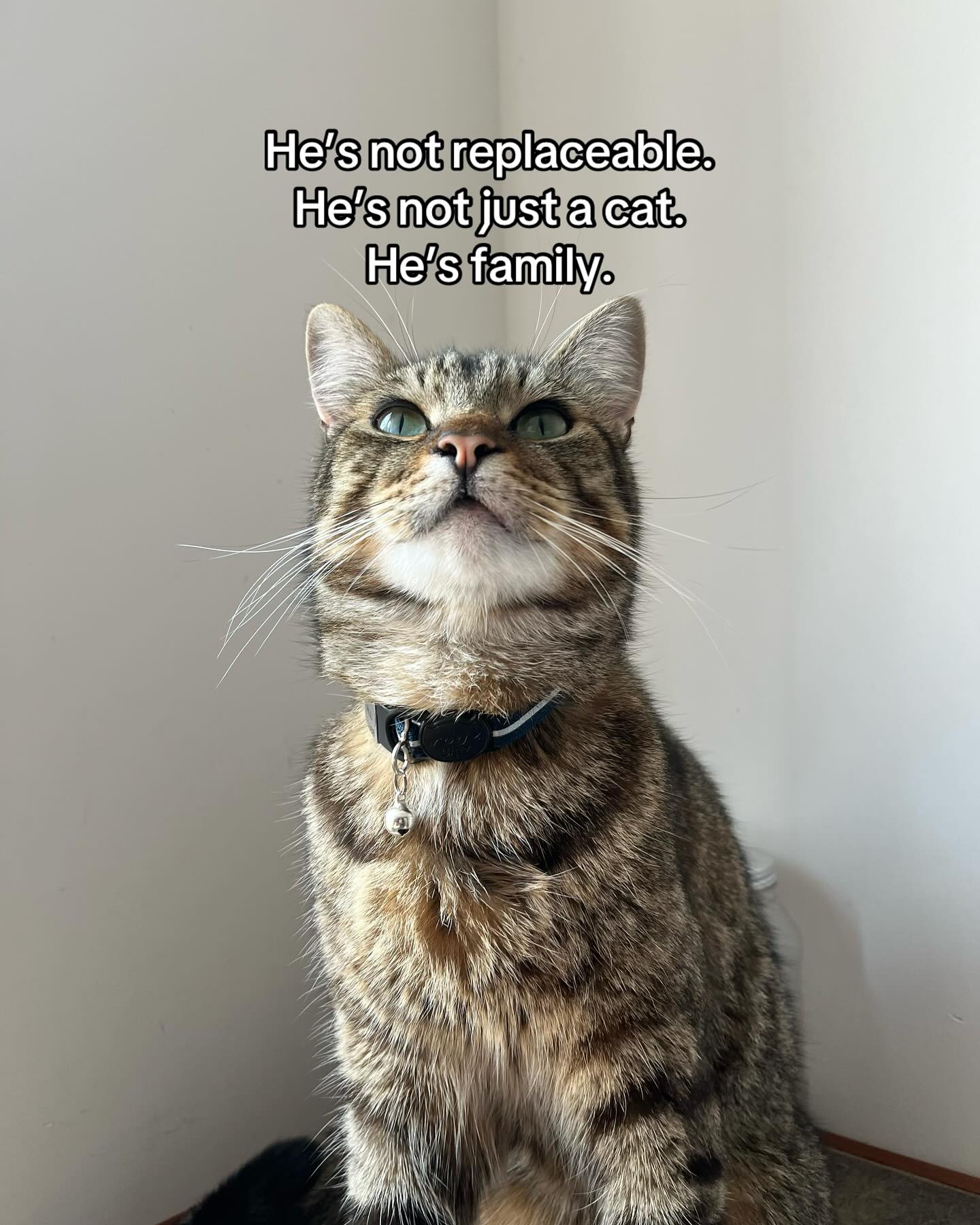 Tabby Cat With Pet Family Quote