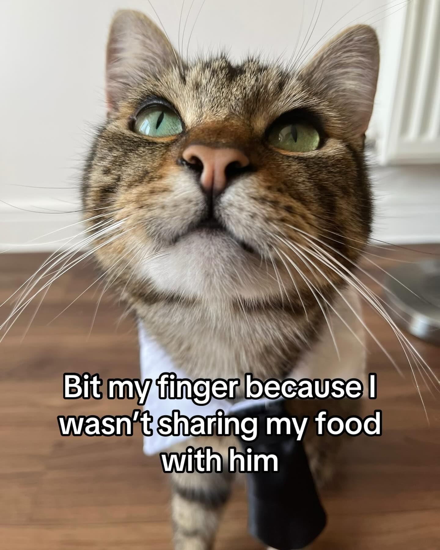 Cat Bites Finger Over Unshared Food